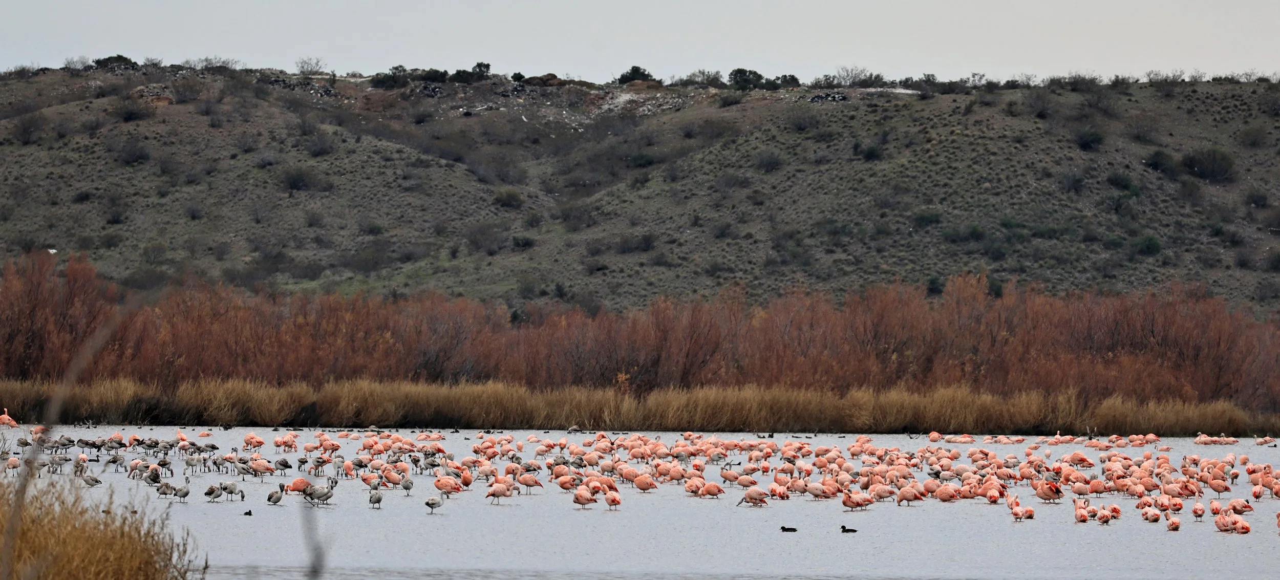 Chilean Flamingo (Phoenicopterus chilensis) Lagunas del Ornitólogo, Trelew Argentina (76).jpg