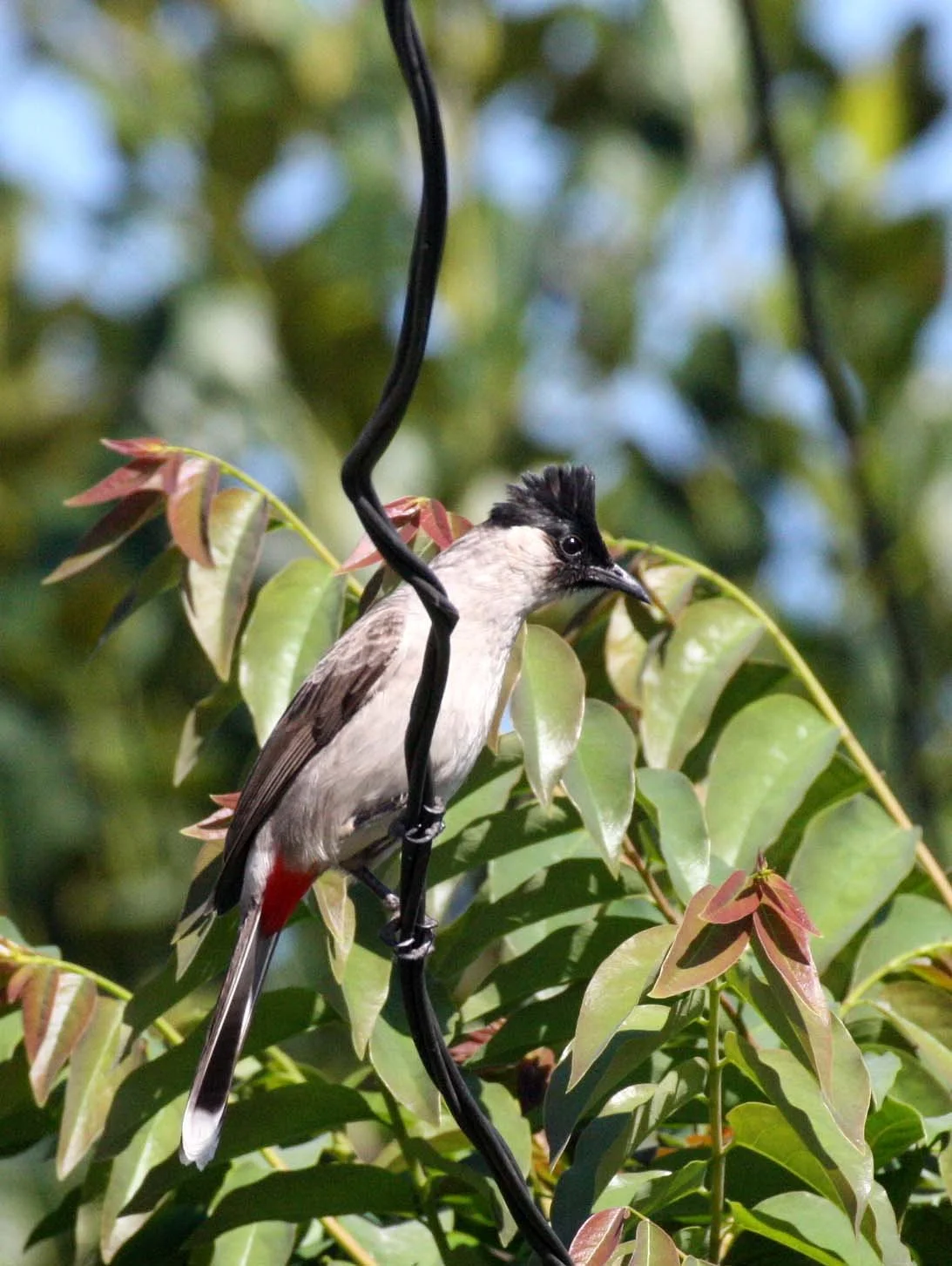 BULBUL - SOOTY-HEADED BULBUL - Pycnonotus aurigaster - CHIANG MAI THAILAND (1).JPG