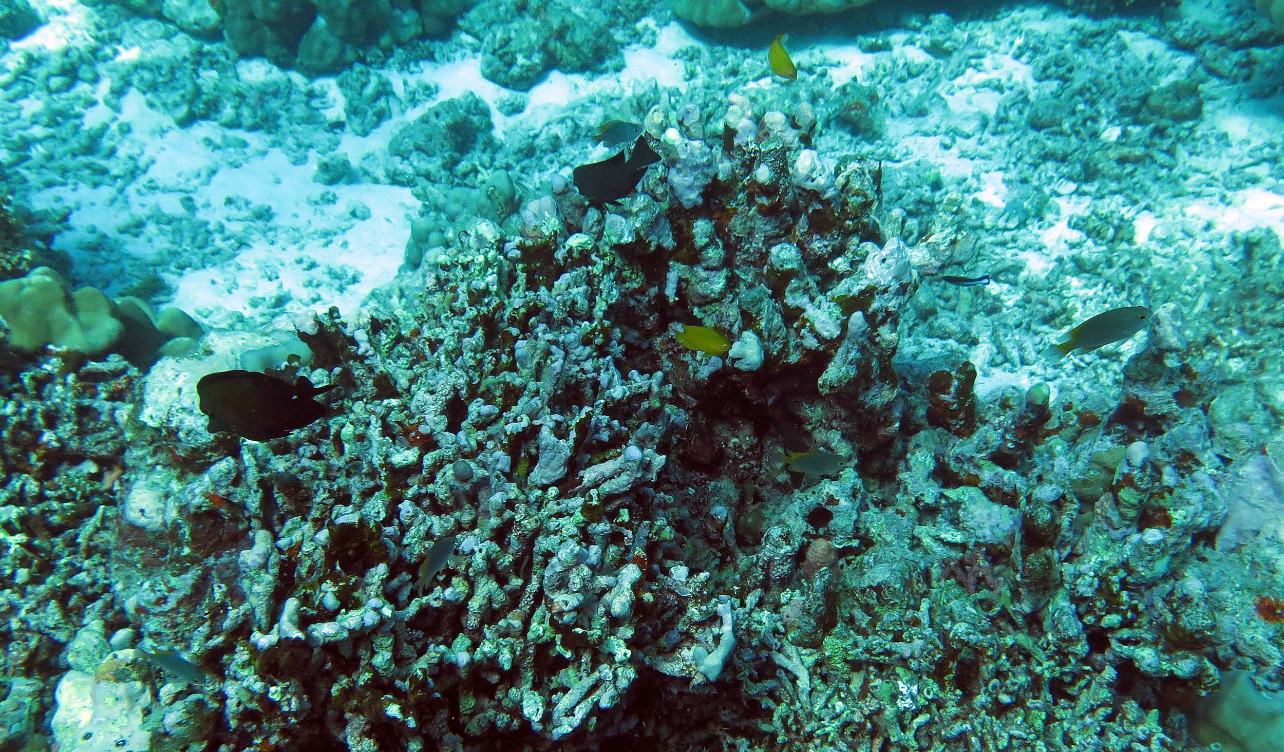 2014 Similan Islands Marine Park Thailand ISB Dive Trip (16).JPG