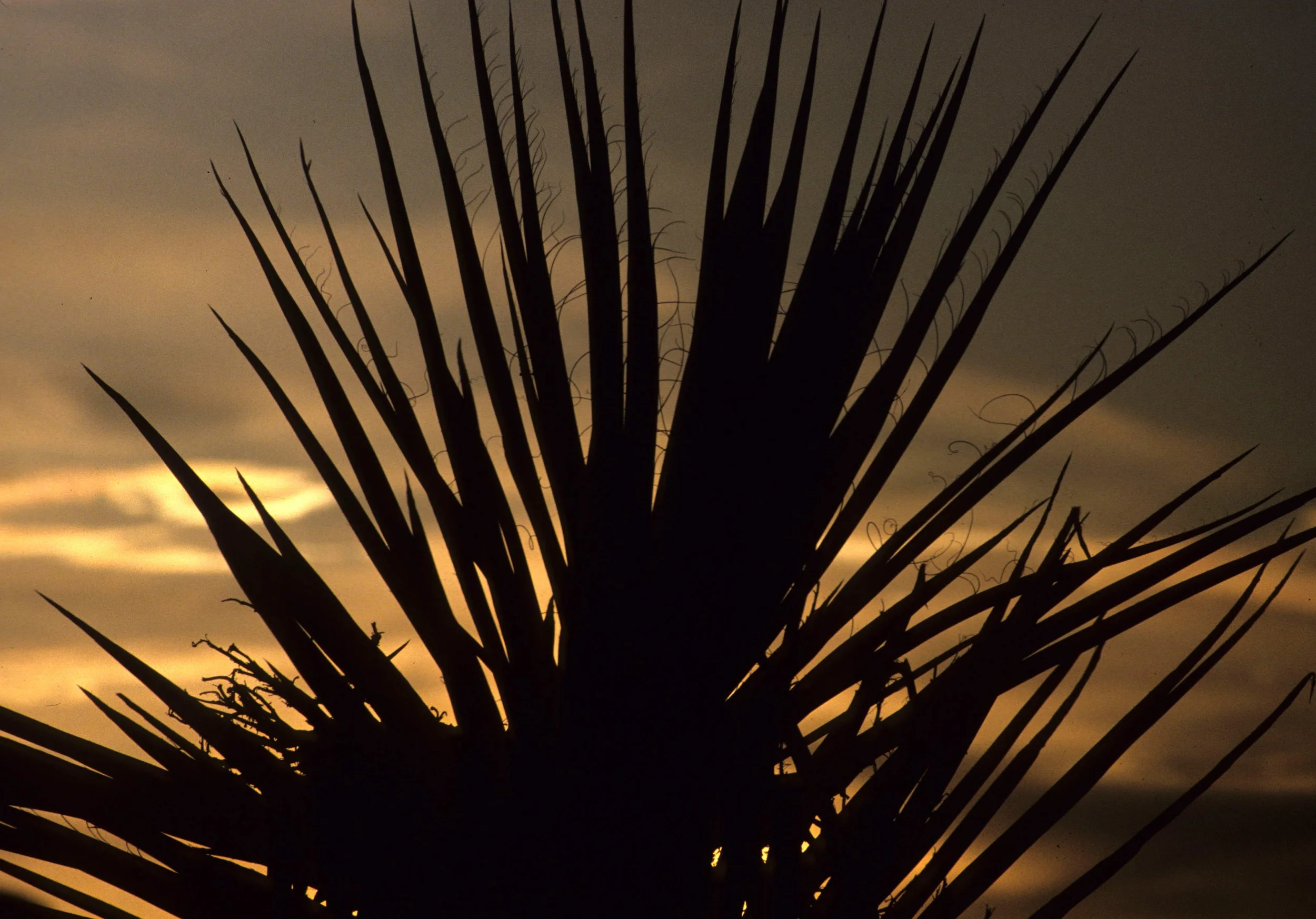 JOSHUA TREE - SUNSET THROUGH YUCCA.jpg