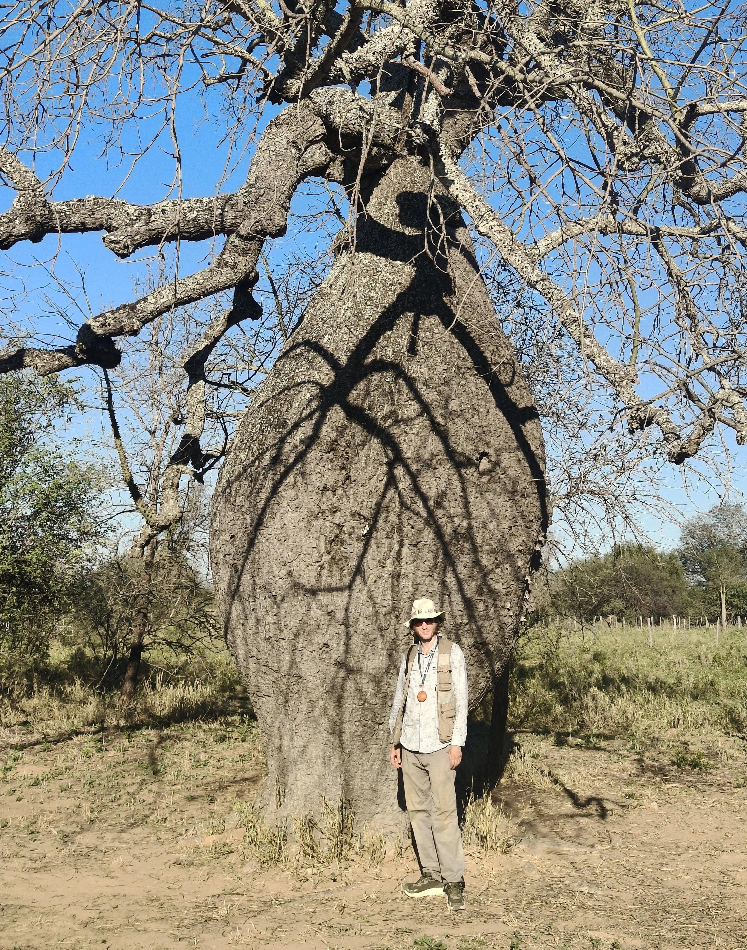Yuchán tree (Ceiba chodatii) For