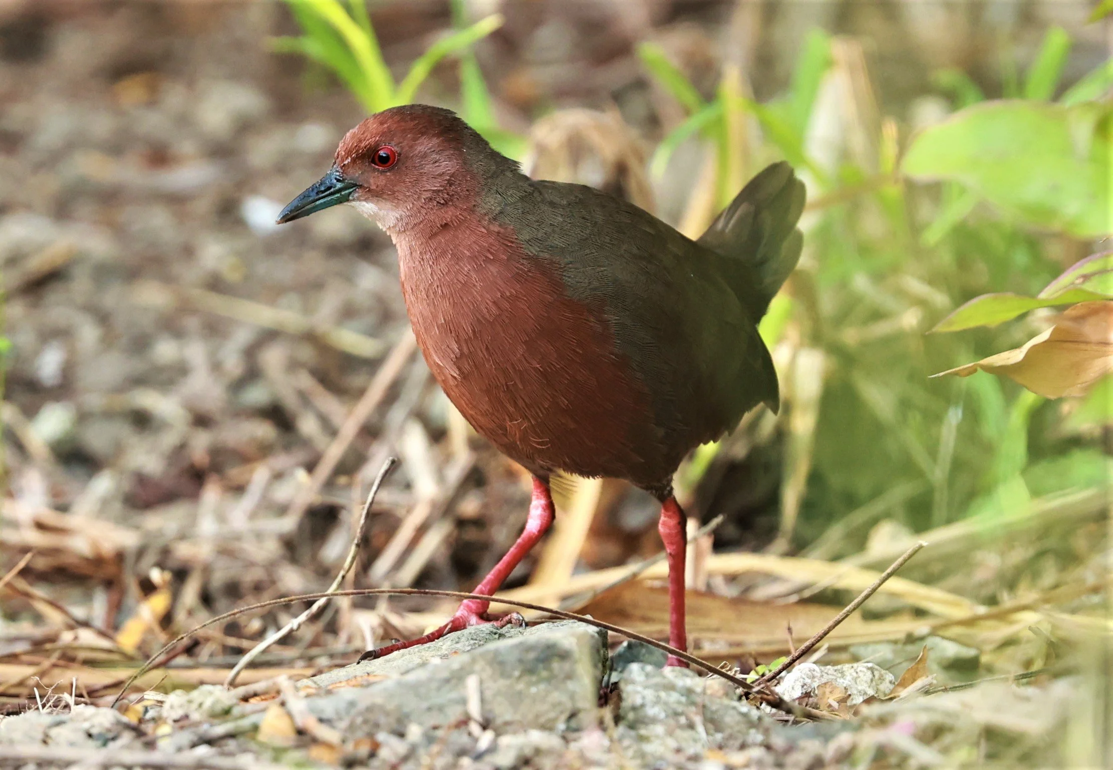 Ruddy-breasted Crake (Porzana fusca) Kaeng Krachan NP Vicinity (9).jpg