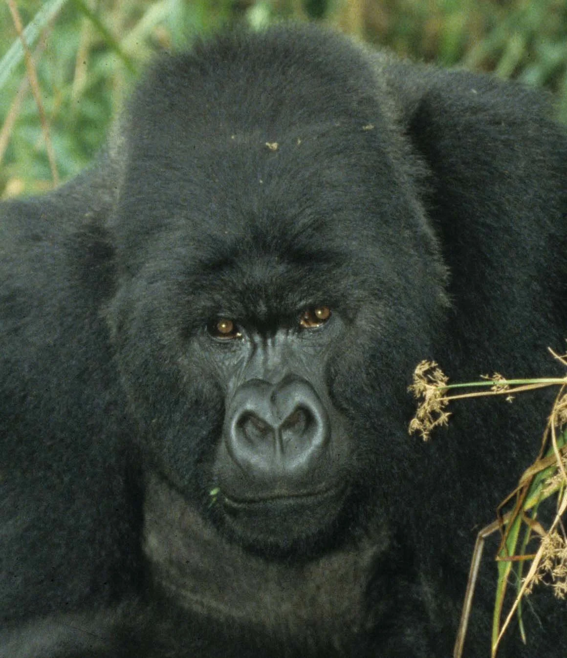 PRIMATE - GORILLA-RWANDA PARC DU VULCANS (79).jpg