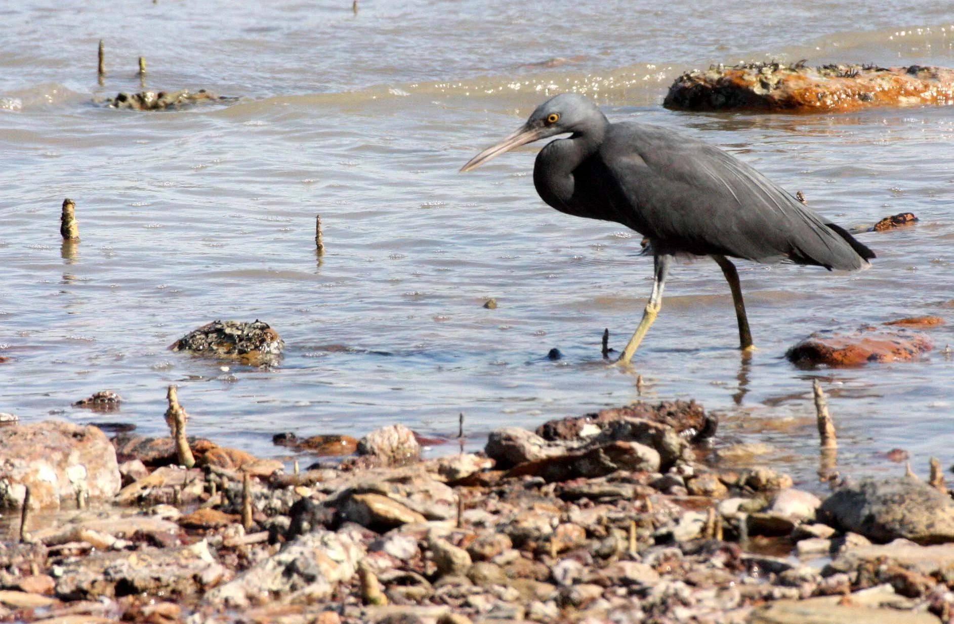 EGRET - PACIFIC REEF EGRET - Egretta sacra - KOH LANTA  (19).JPG