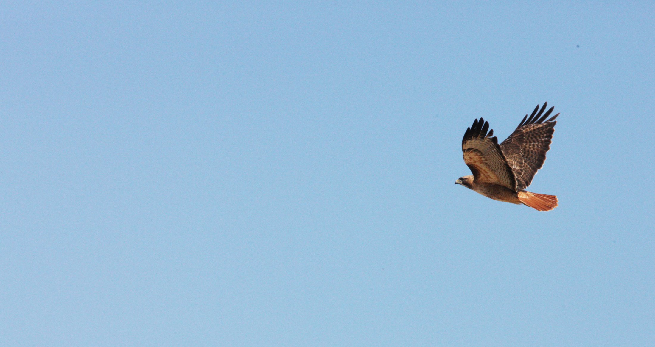 Buteo jamaicensis - RED-TAILED HAWK - KERN NATIONAL WILDLIFE REFUGE CALIFORNIA (8).JPG