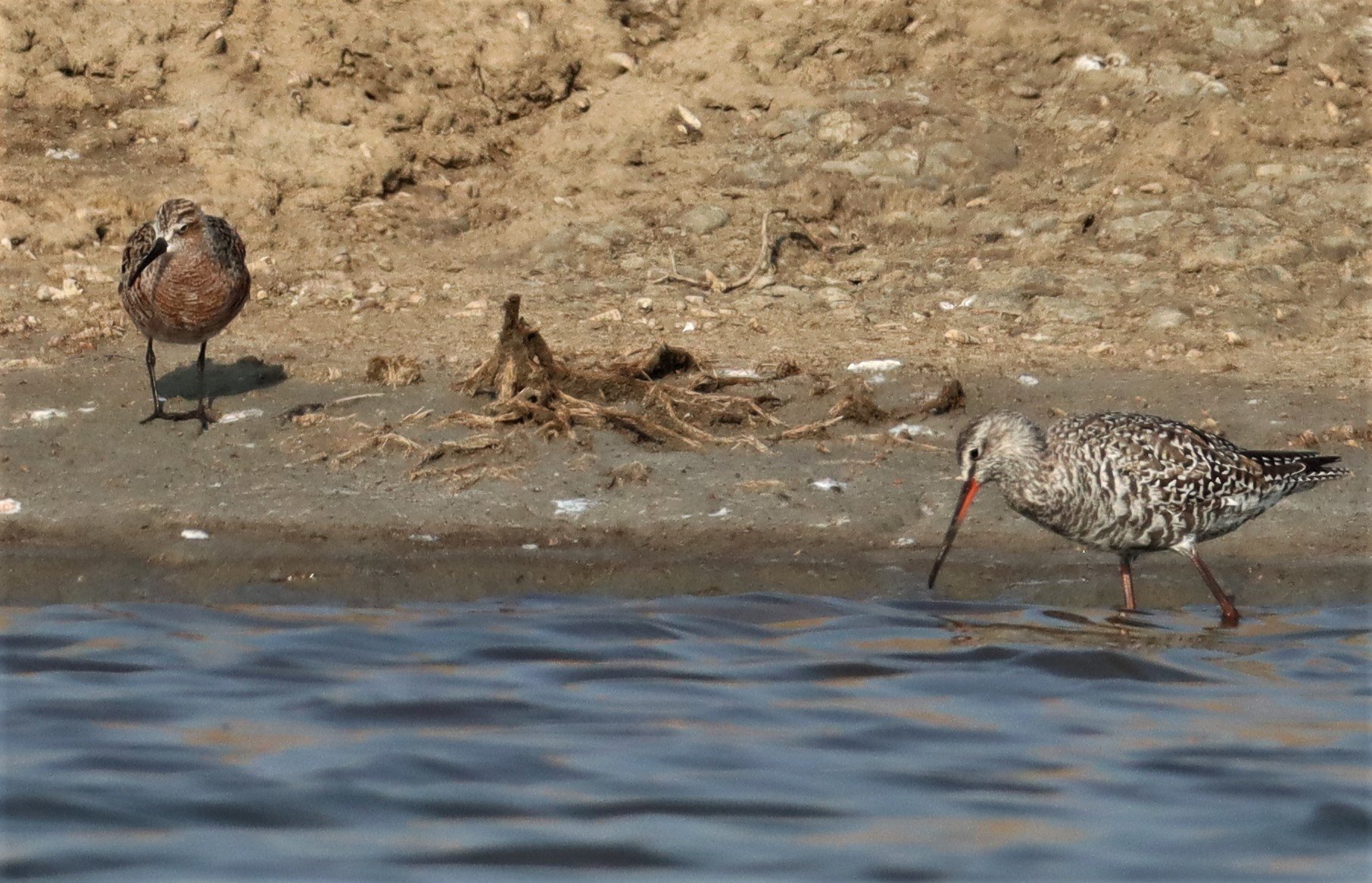 SANDPIPER - CURLEW SANDPIPER - Calidris ferruginea - WITH SPOTTED REDSHANK -BANG PAKONG SALT PANS CHACHOENGSAO WEST OF RIVER (3).jpg