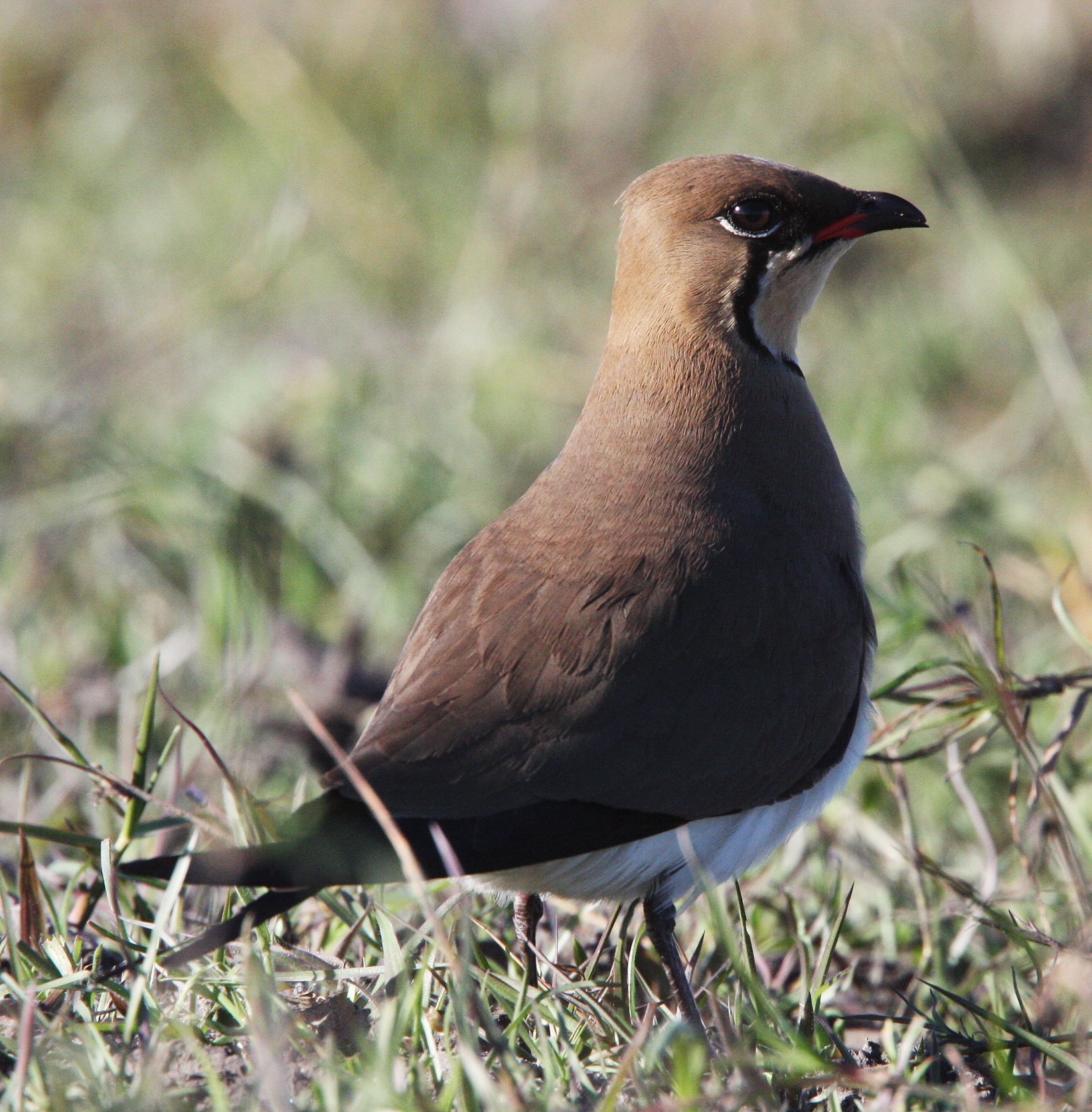 PRATINCOLE - COLLARED PRATINCOLE - Glareola pratinco - OR REDWINGED - GLAREOLA PRATINCOLA - CHOBE NATIONAL PARK BOTSWANA (7).JPG