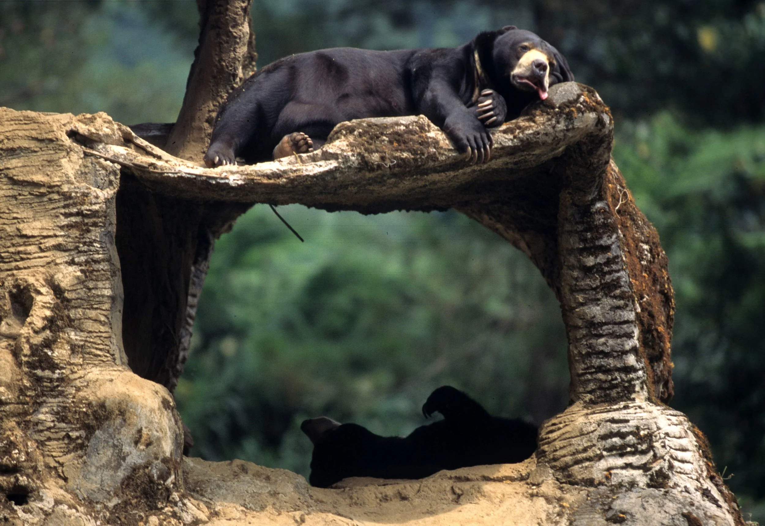 URSID - BEAR - MALAYAN SUN BEAR - JAVA WILDLIFE RESERVE.jpg