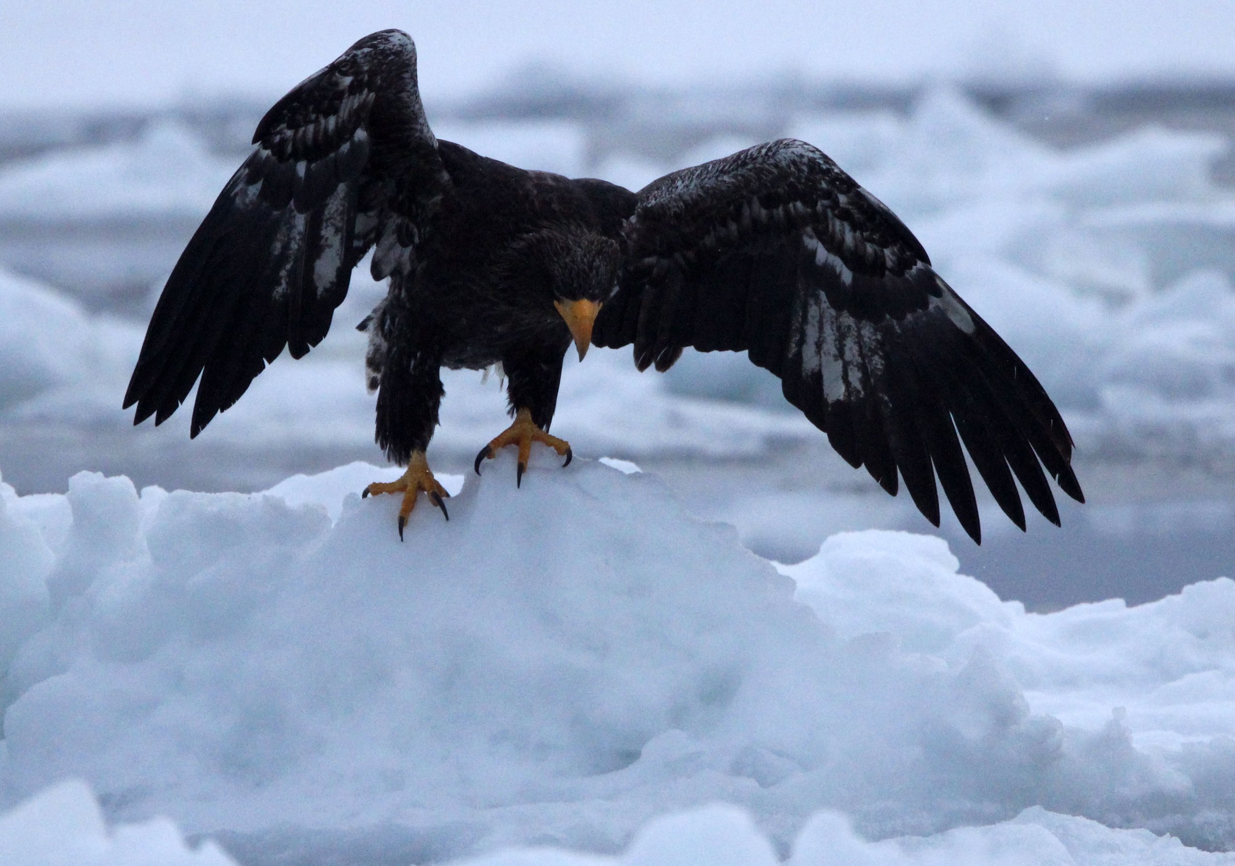 Haliaeetus pelagicus - STELLER'S SEA EAGLE - RAUSU, SHIRETOKO PENINSULA, HOKKAIDO JAPAN (136).JPG
