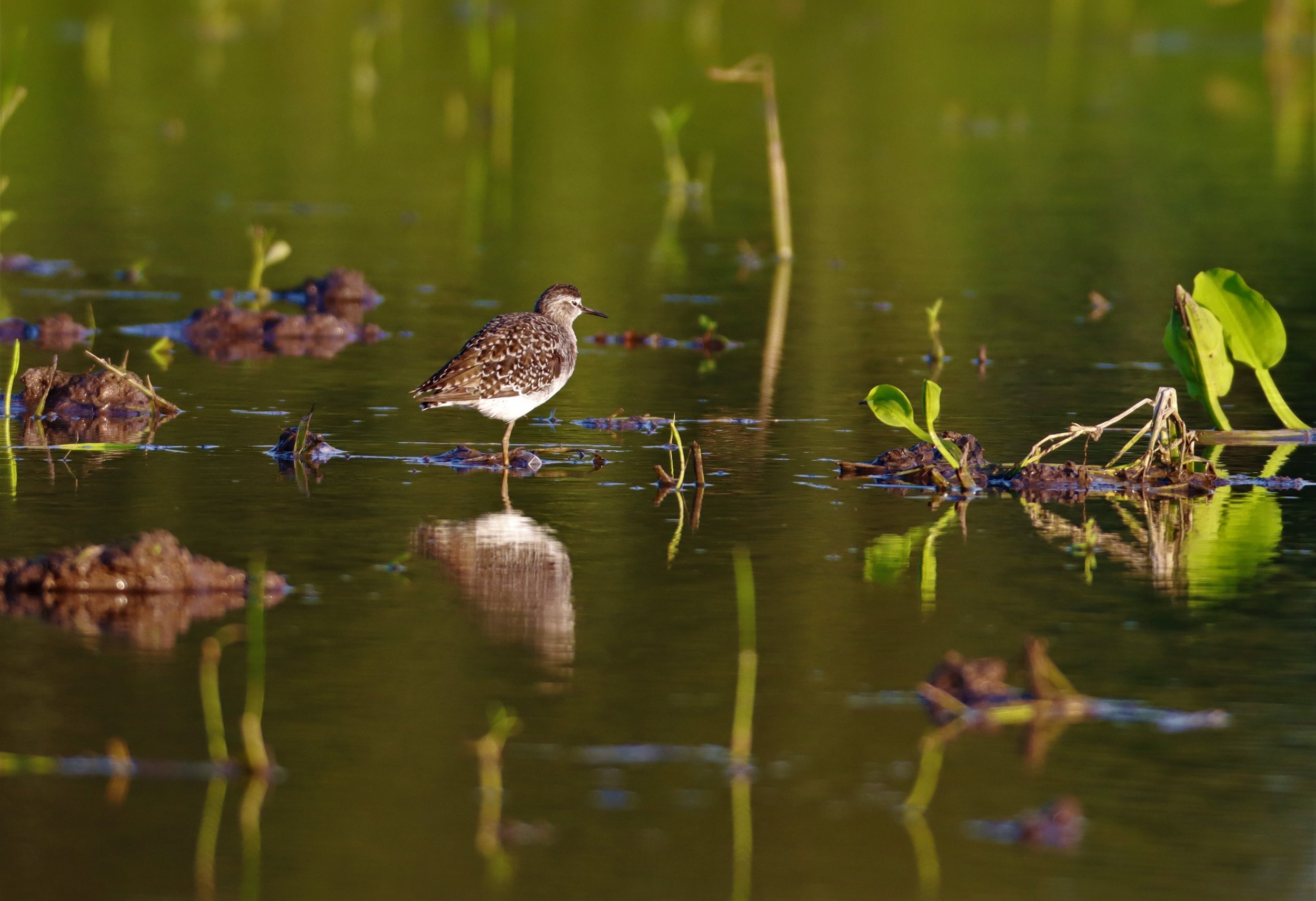 SANDPIPER - WOOD SANDPIPER - Tringa glareola - PATHUM THANI RICE RESEARCH CENTER AUGUST 24 2021 (8).jpg