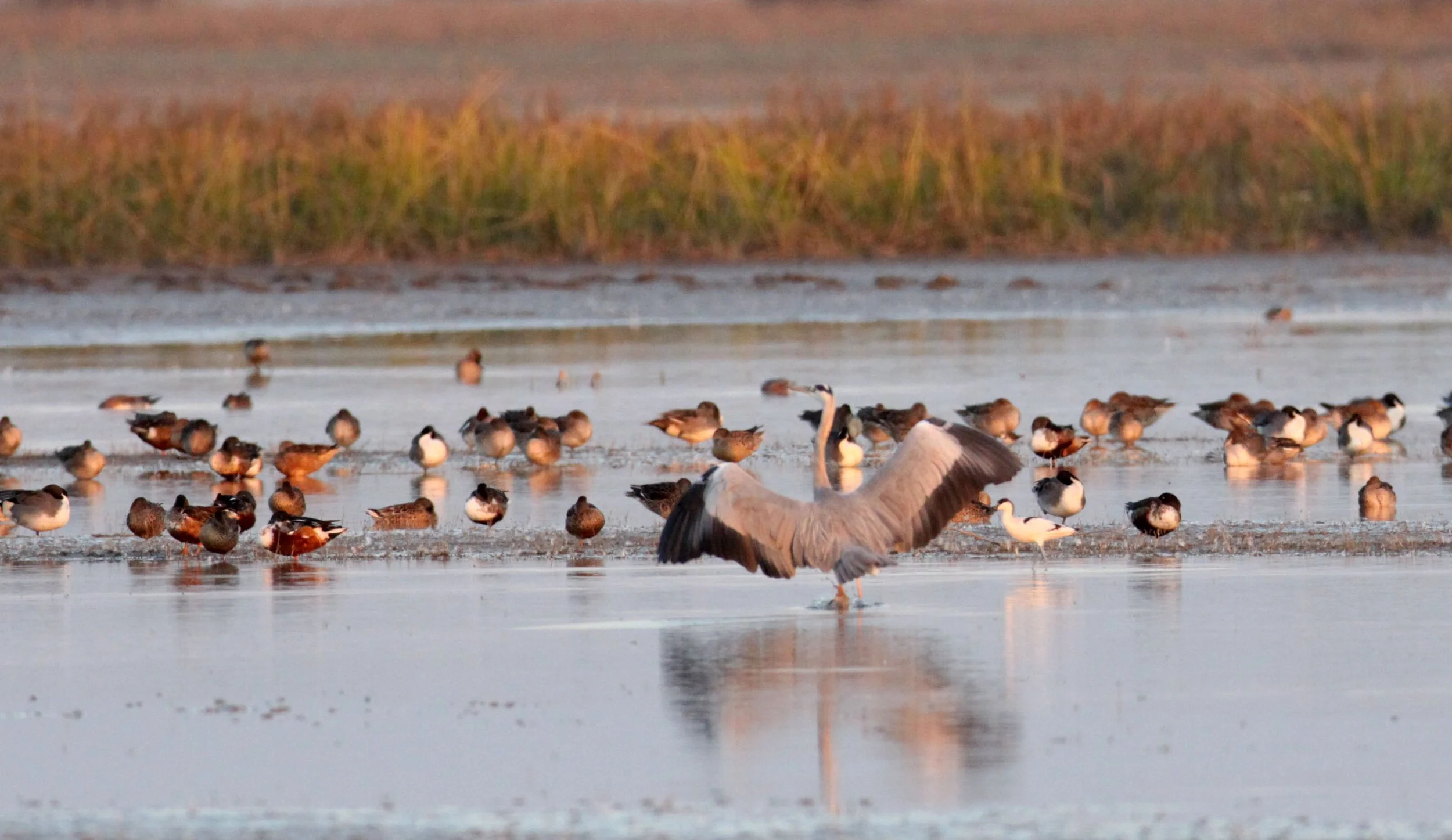 BIRD - MIXED FLOCK - BLACK-TAILED GODWIT, NORTHERN PINTAIL,  NORTHERN SHOVELER, GREENSHANKS - LITTLE RANN OF KUTCH GUJARAT INDIA (16).JPG