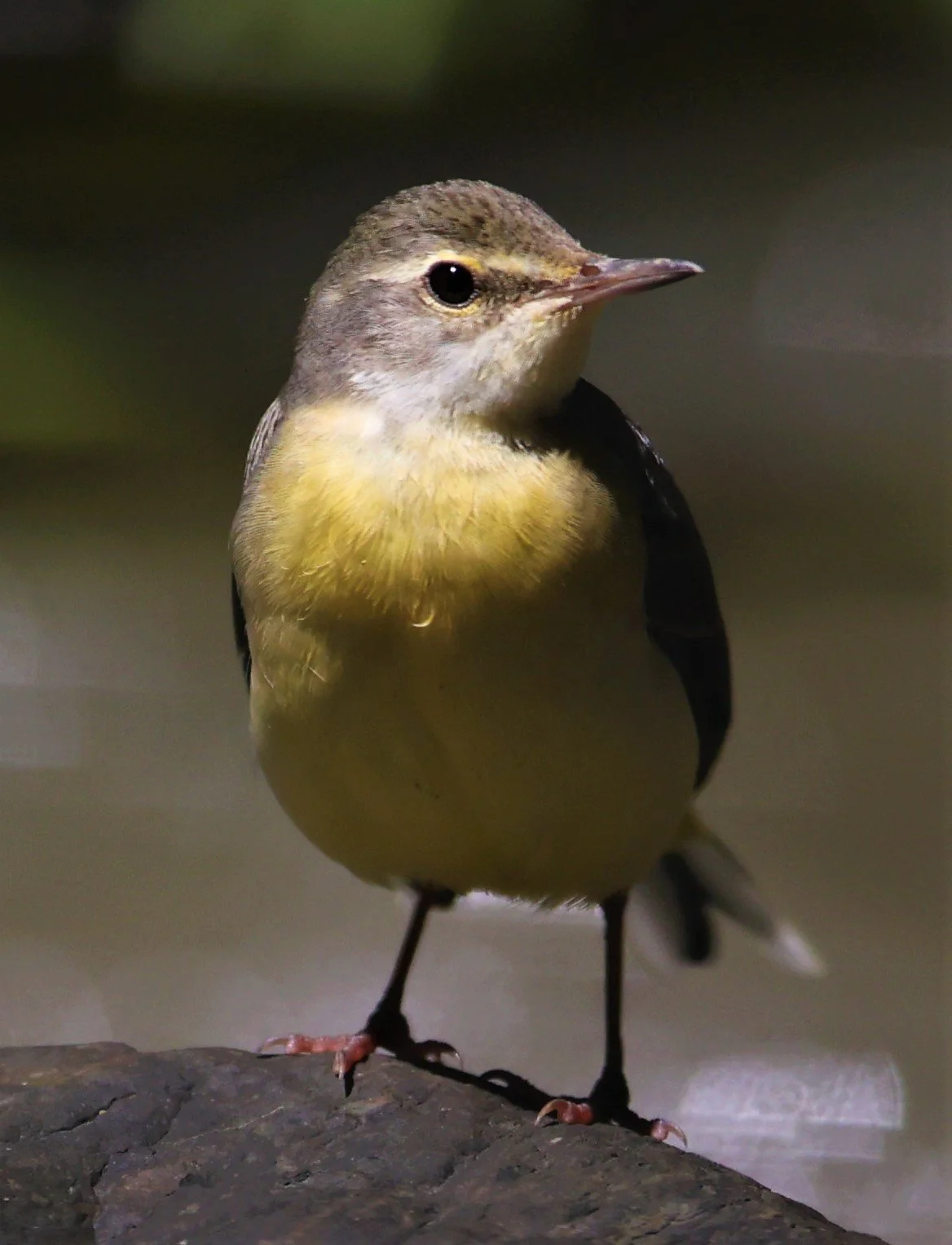 GREY WAGTAIL - Motacilla cinerea - KAENG KRACHAN NP 26 OCT 2021 (75).jpg