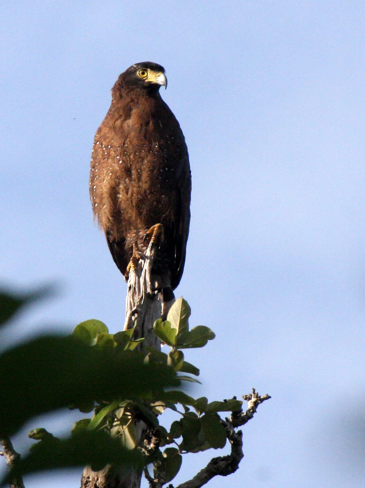 EAGLE - CRESTED SERPENT EAGLE - Spilornis cheela - HUAI KHA KHAENG THAILAND (19).JPG