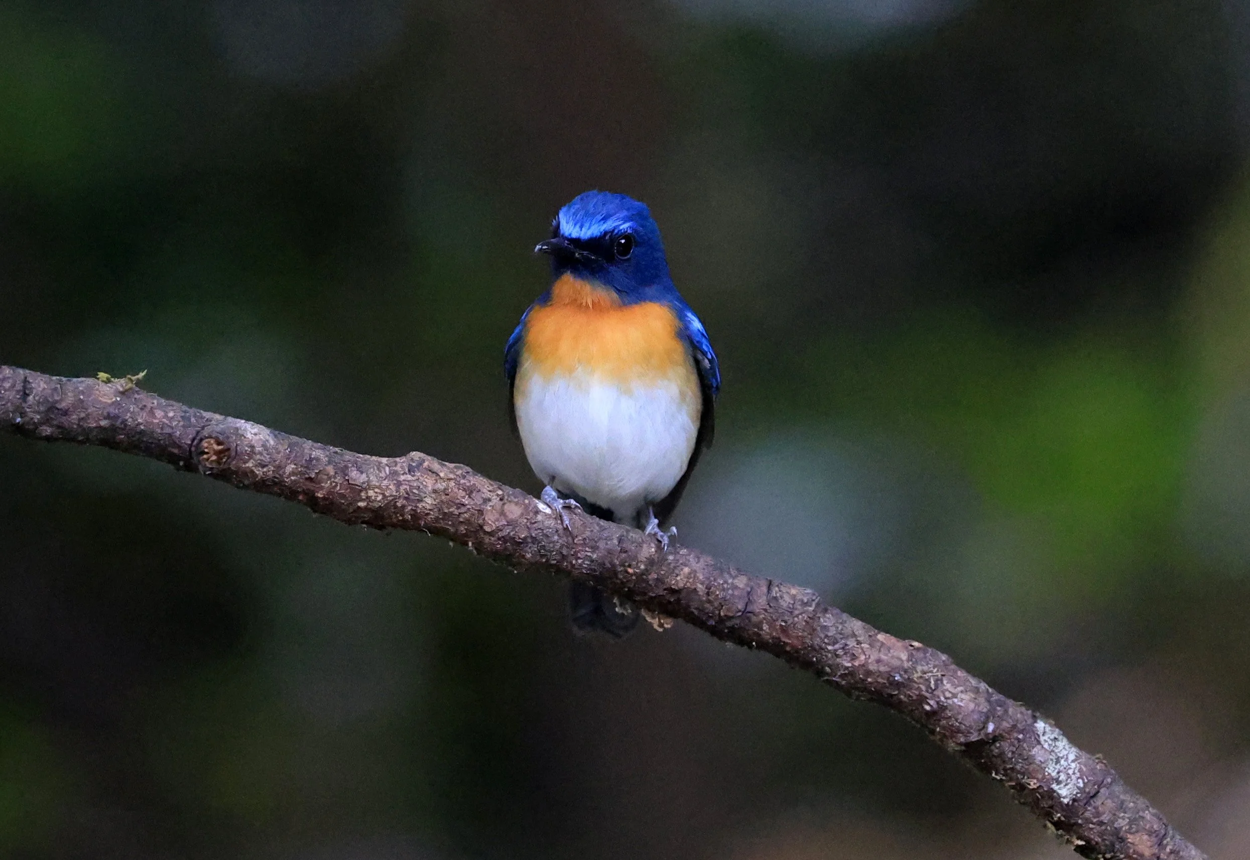Indochinese Blue Flycatcher (Cyornis sumatrensis) Kaeng Krachan National Park ESS Expedition 2026 (19).jpg