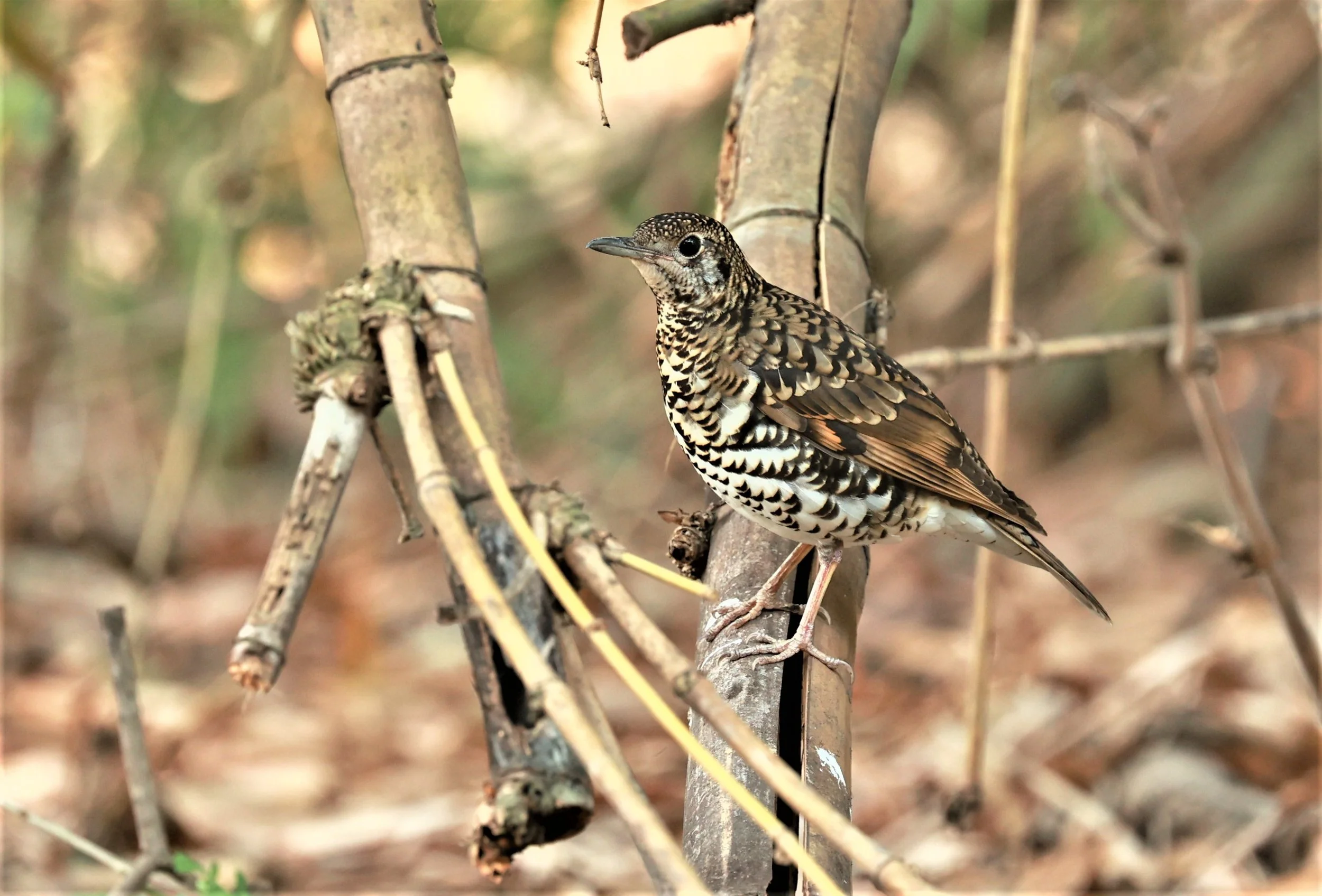 White's Thrush (Zoothera aurea) Putthamonthon Park Nakhon Pathom Thailand (217).jpg