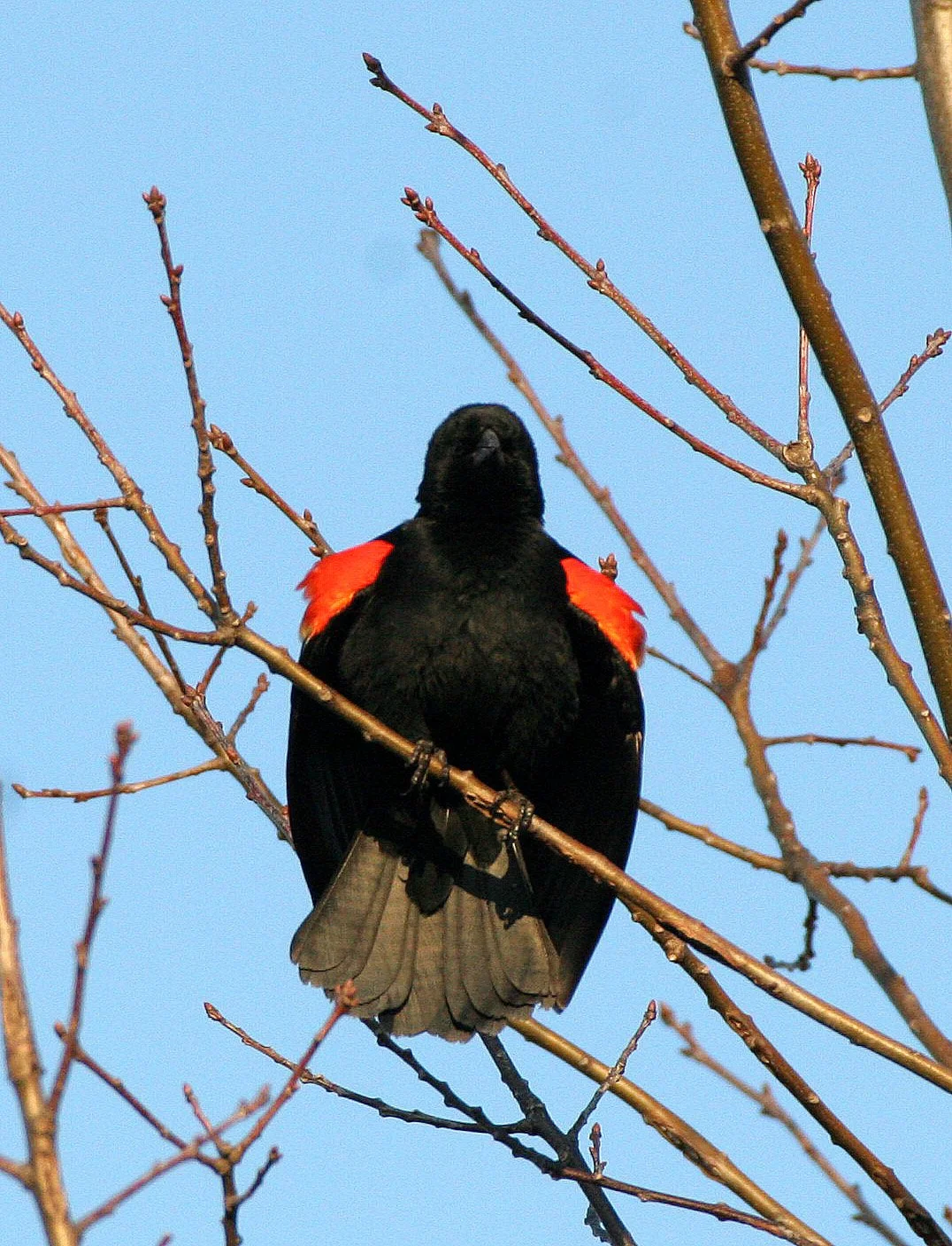 Red-winged Blackbird (Agelaius phoeniceus) Danada Preserve Wheaton Illinois (2).JPG