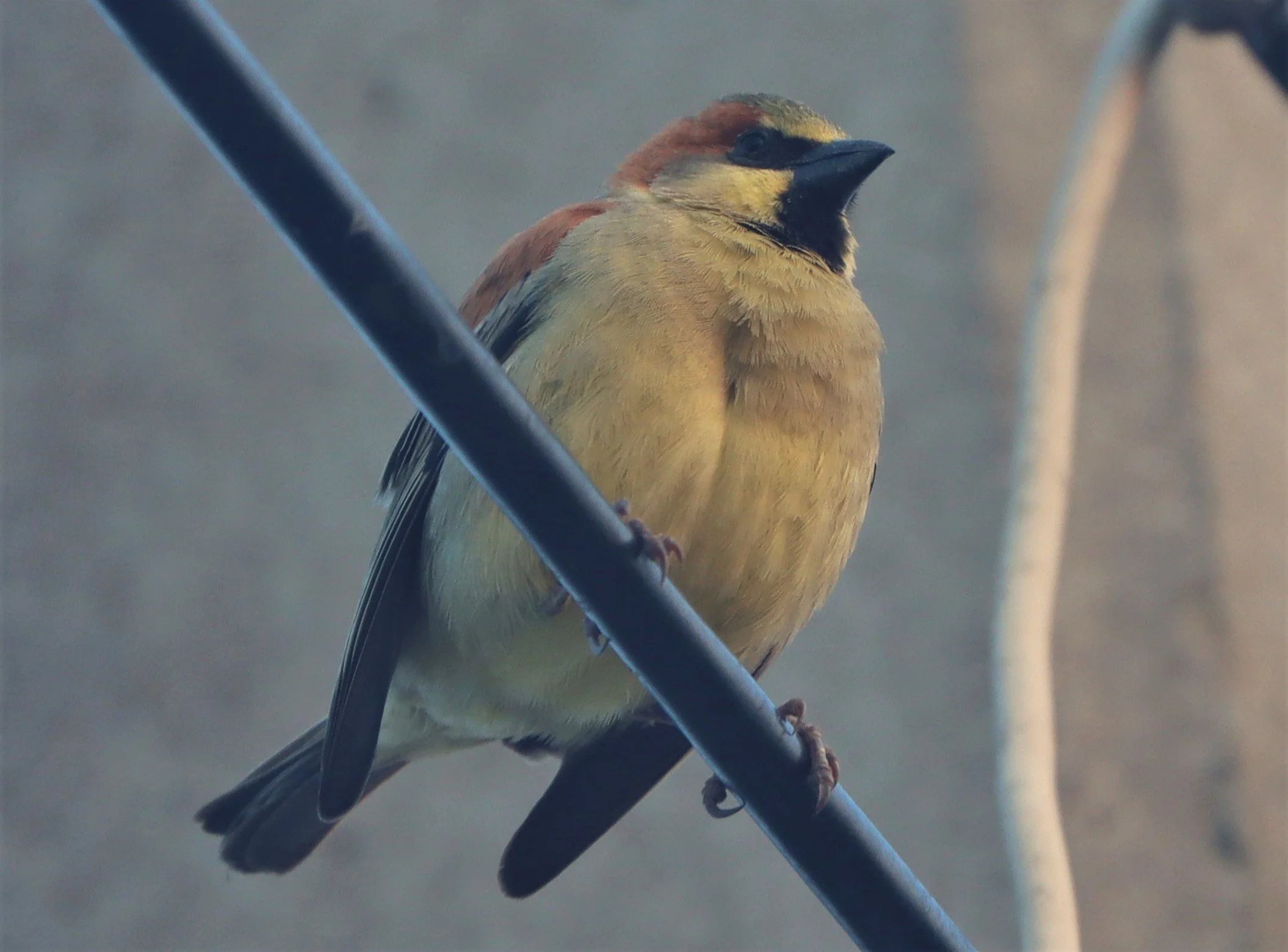 Plain-backed Sparrow (Passer flaveolus) Lat Krabang Wetlands Near Bangkok (6).jpg