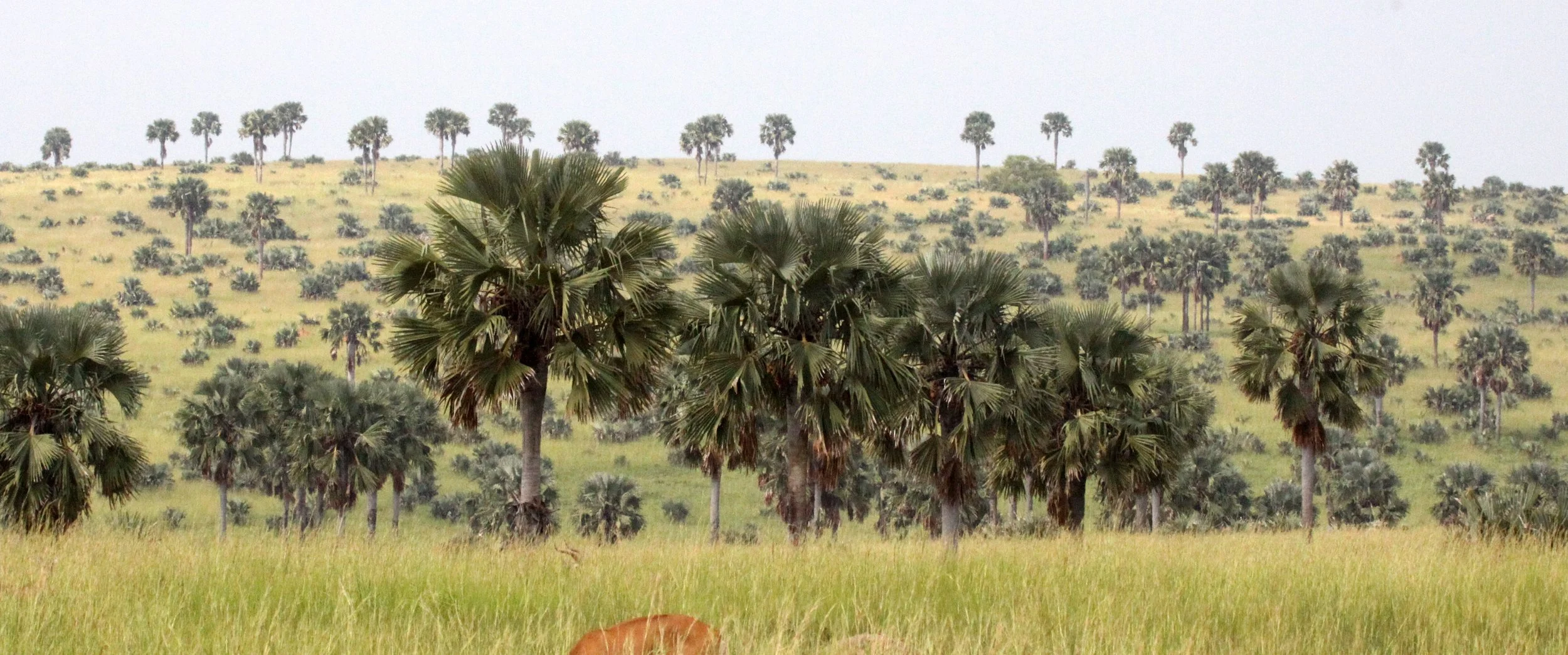 MURCHISON FALLS NP UGANDA (26).JPG