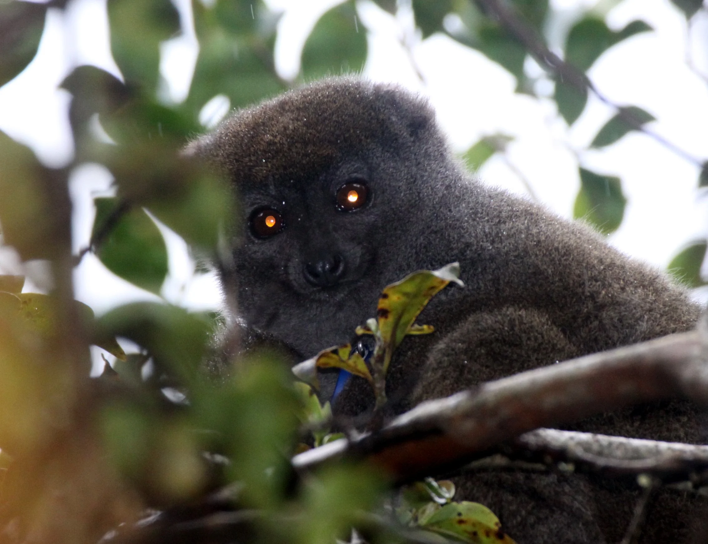 LEMURIDAE - Hapalemur griseus ranomafanensis - EASTERN GREY BAMBOO LEMUR - RANOMAFANA NATIONAL PARK MADGASCAR (16).JPG