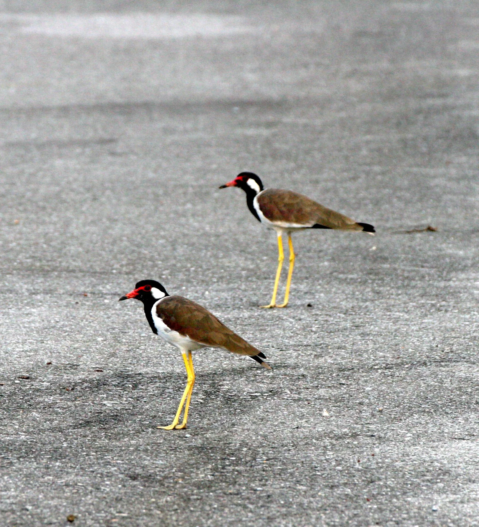 LAPWING - RED-WATTLED LAPWING - Vanellus indicus - KHAO YAI NATIONAL PARK THAILAND (5).JPG