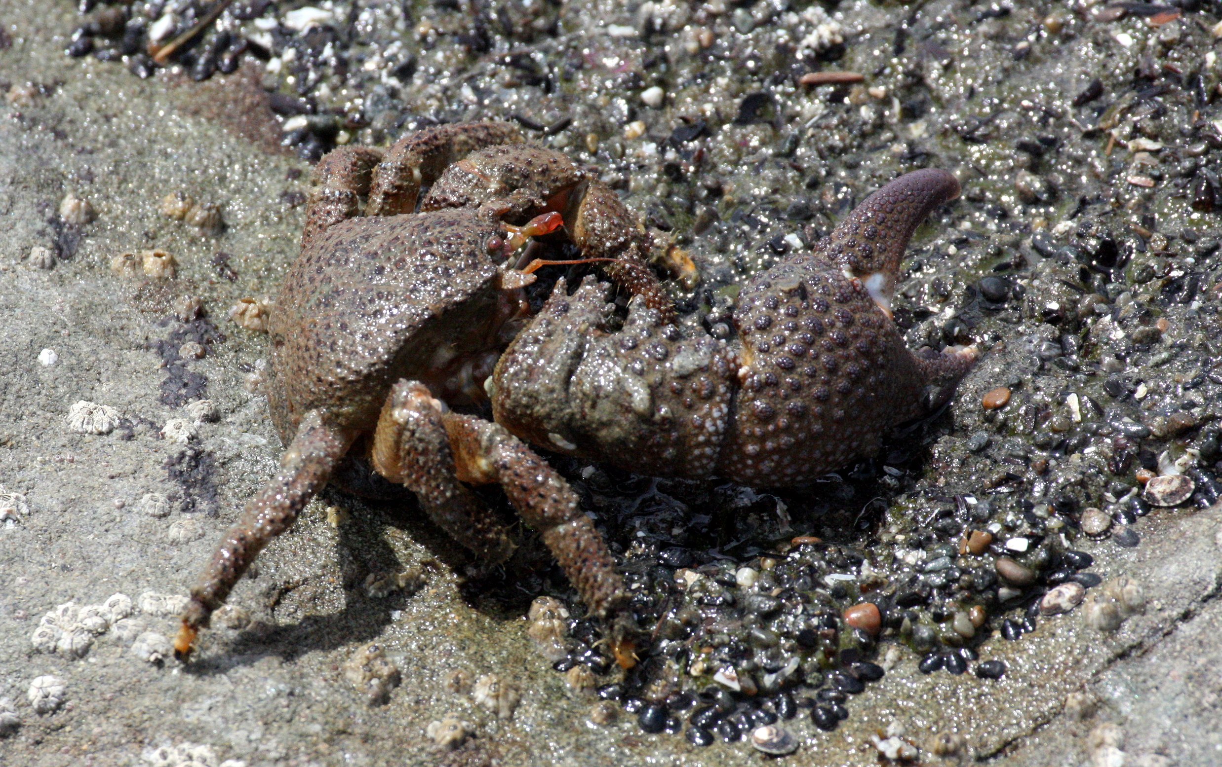 INVERT - MARINE INTERTIDAL - ARTHROPOD - CRAB - GRANULAR CLAW CRAB - OEDIGNATHUS INERMIS - BEACH FOUR TIDE POOLS ONP (2).JPG
