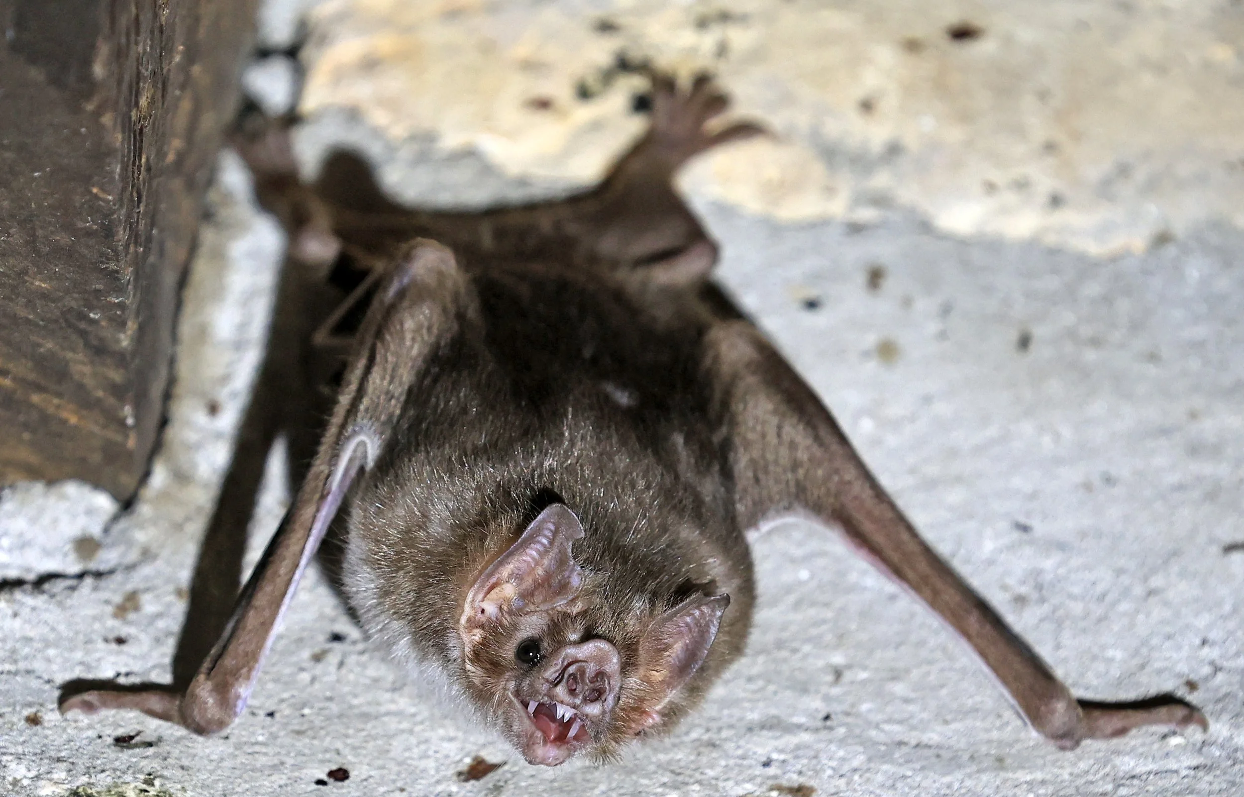 Common Vampire Bat (Desmodus rotundus) Abandoned house on road between Pozo Colorado & Asuncion (17).jpg