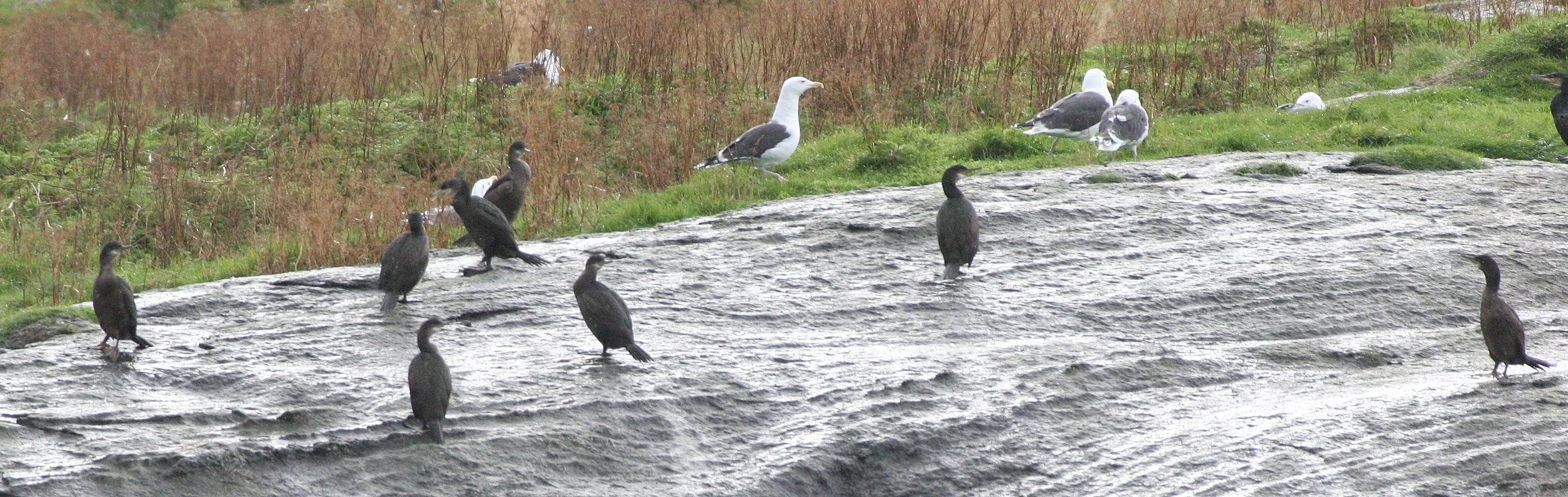 Gulosus aristotelis - European Shag - Tromso Norway (3).jpg