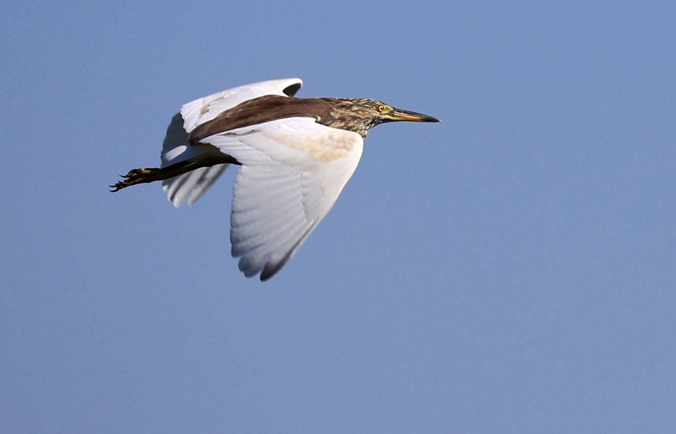 Javan Pond Heron (Ardeola speciosa) Nong Han Lake & Wetland - Sakon Nakhon Province (2).jpg