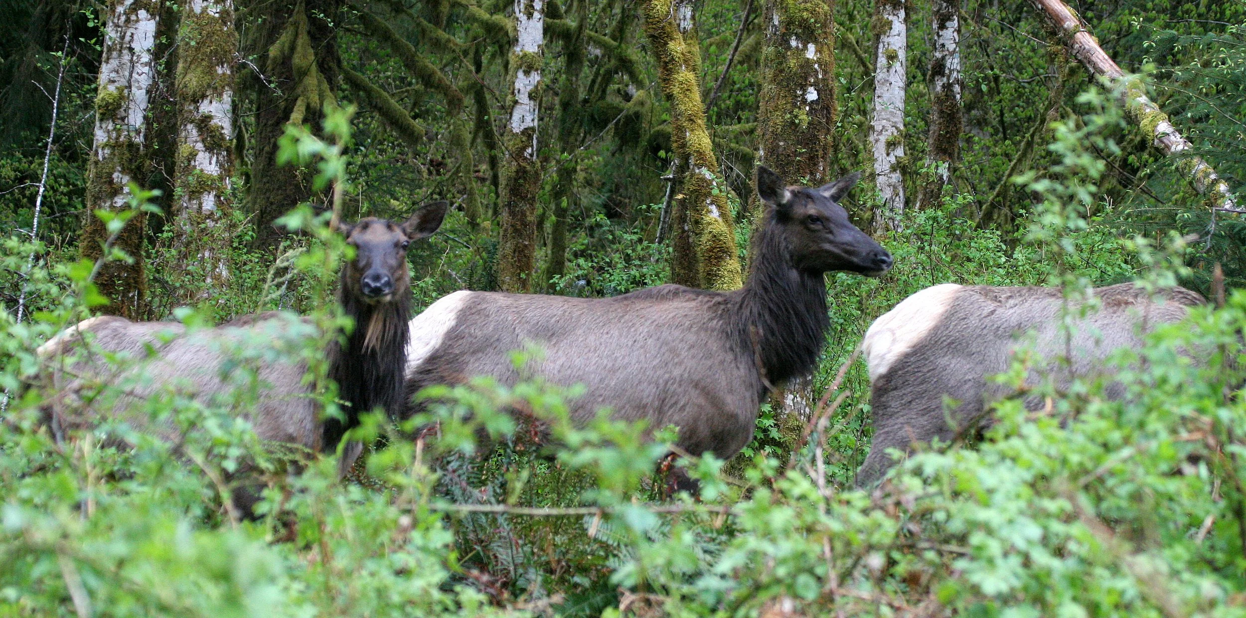 CERVID - ELK - ROOSEVELT ELK - CERVUS ELAPHUS ROOSEVELTI - HOH RIVER VALLEY - ONP WA (115).JPG