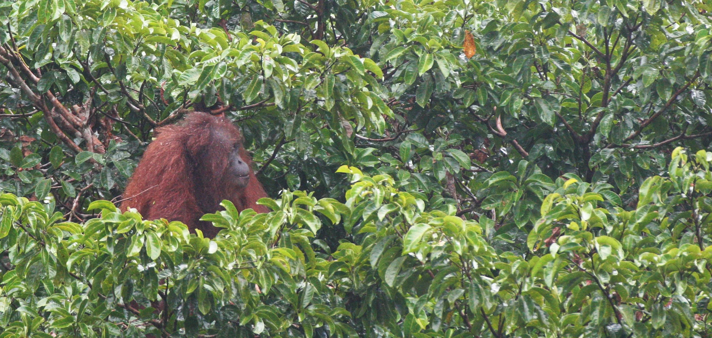 HOMINIDAE - Pongo pygmaeus morio - DANUM VALLEY BORNEO  (24).JPG