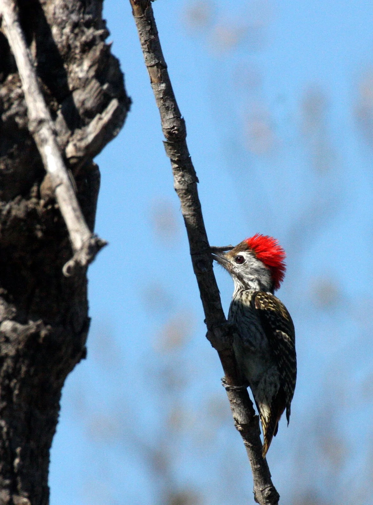 BIRD - WOODPECKER - GOLDEN-TAILED WOODPECKER - CAMPETHERA ABINGONI - KRUGER NATIONAL PARK SOUTH AFRICA (9).JPG