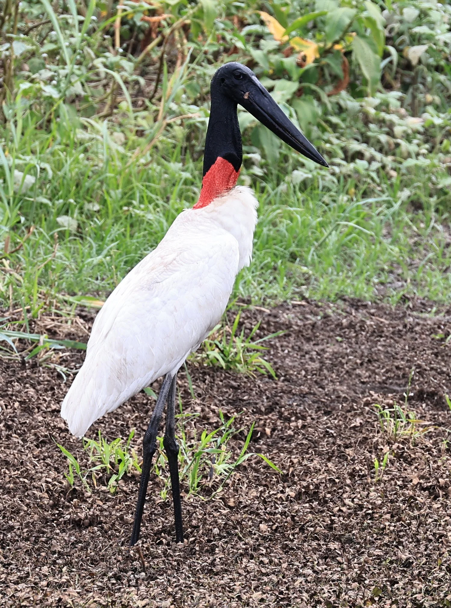 Jabiru (Jabiru mycteria) Agua Dulce Paraguay (41).jpg
