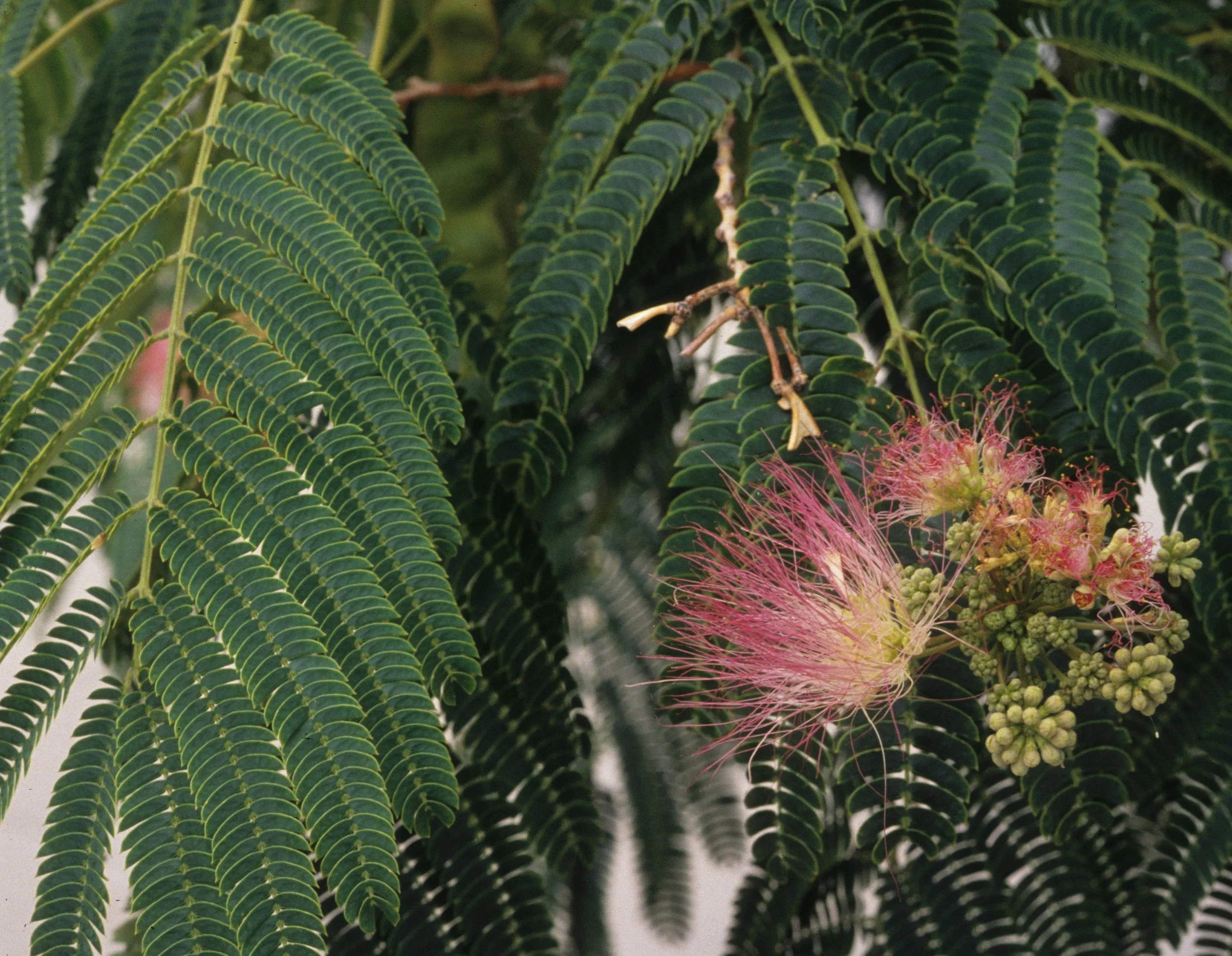 ARIZONA - LEGUMINOSEAE - CALLIANDRA ERIOPHYLLA - FAIRY DUSTER.jpg