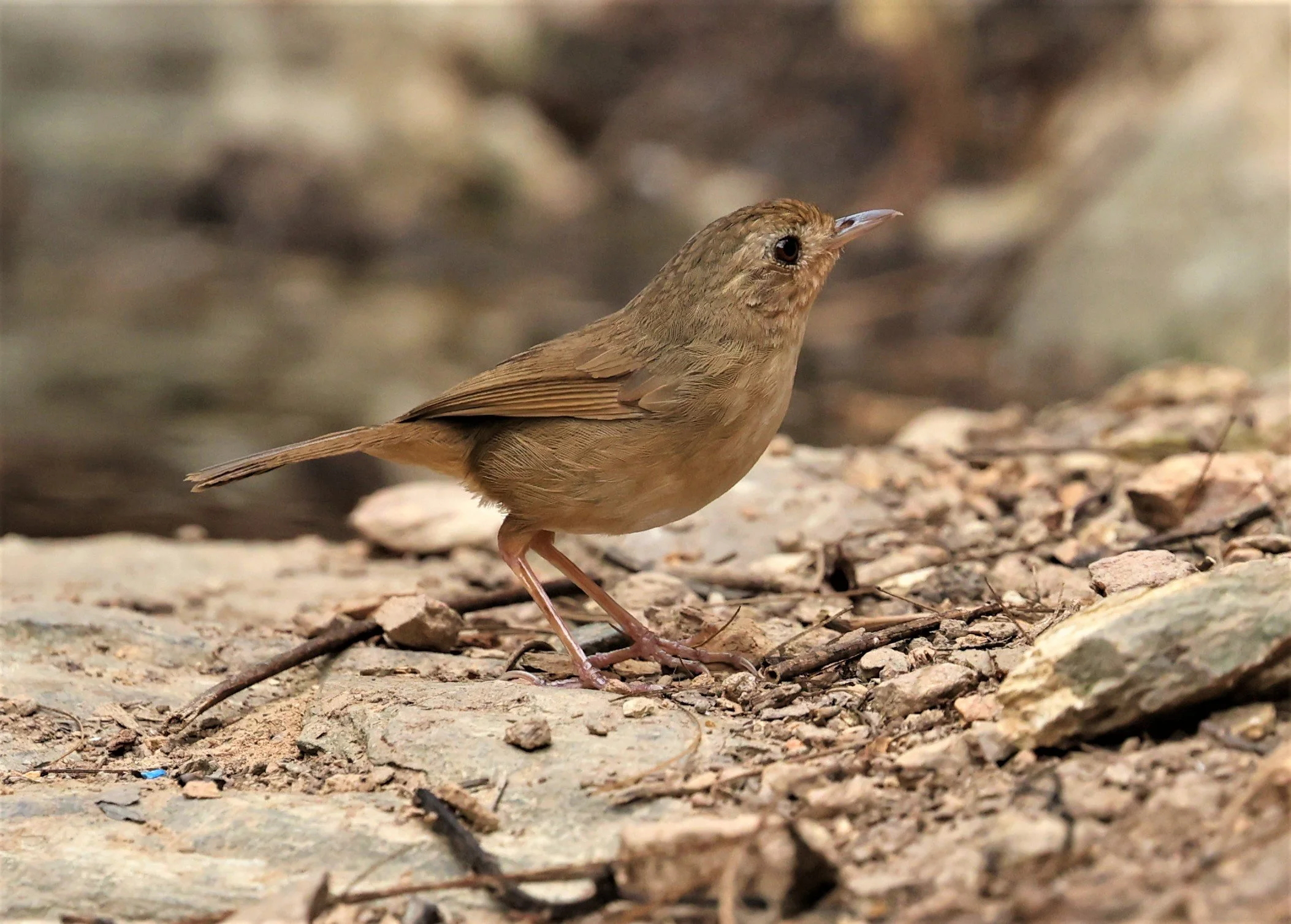 BABBLER - BUFF-BREASTED BABBLER - Pellorneum tickelli - SRI SATCHANALAI NP MANAO WATERHOLE MAY 1 2022 (8).jpg