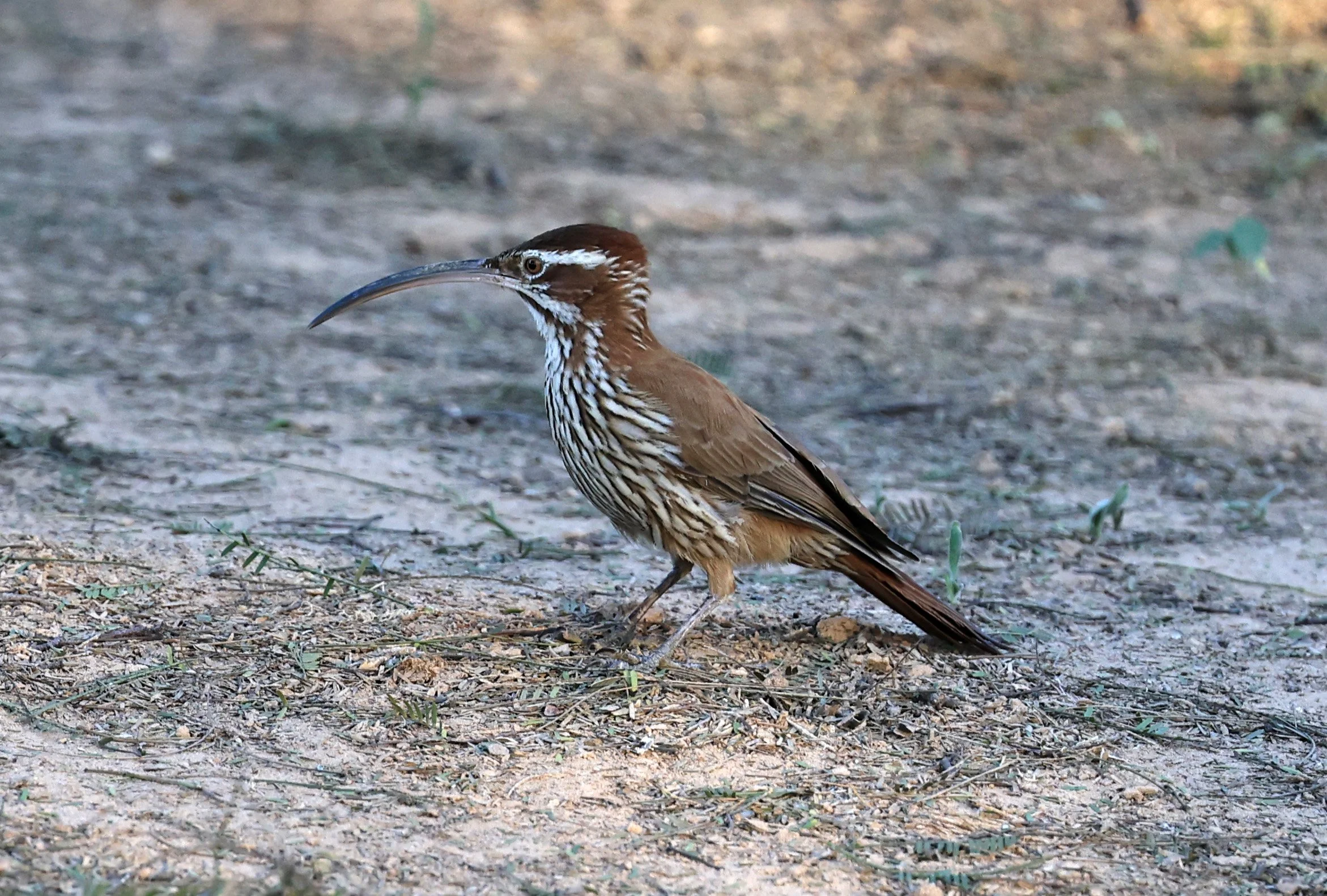 Scimitar-billed Woodcreeper (Drymornis bridgesii) Hotel Iparoma Campestre Paraguay (18).jpg