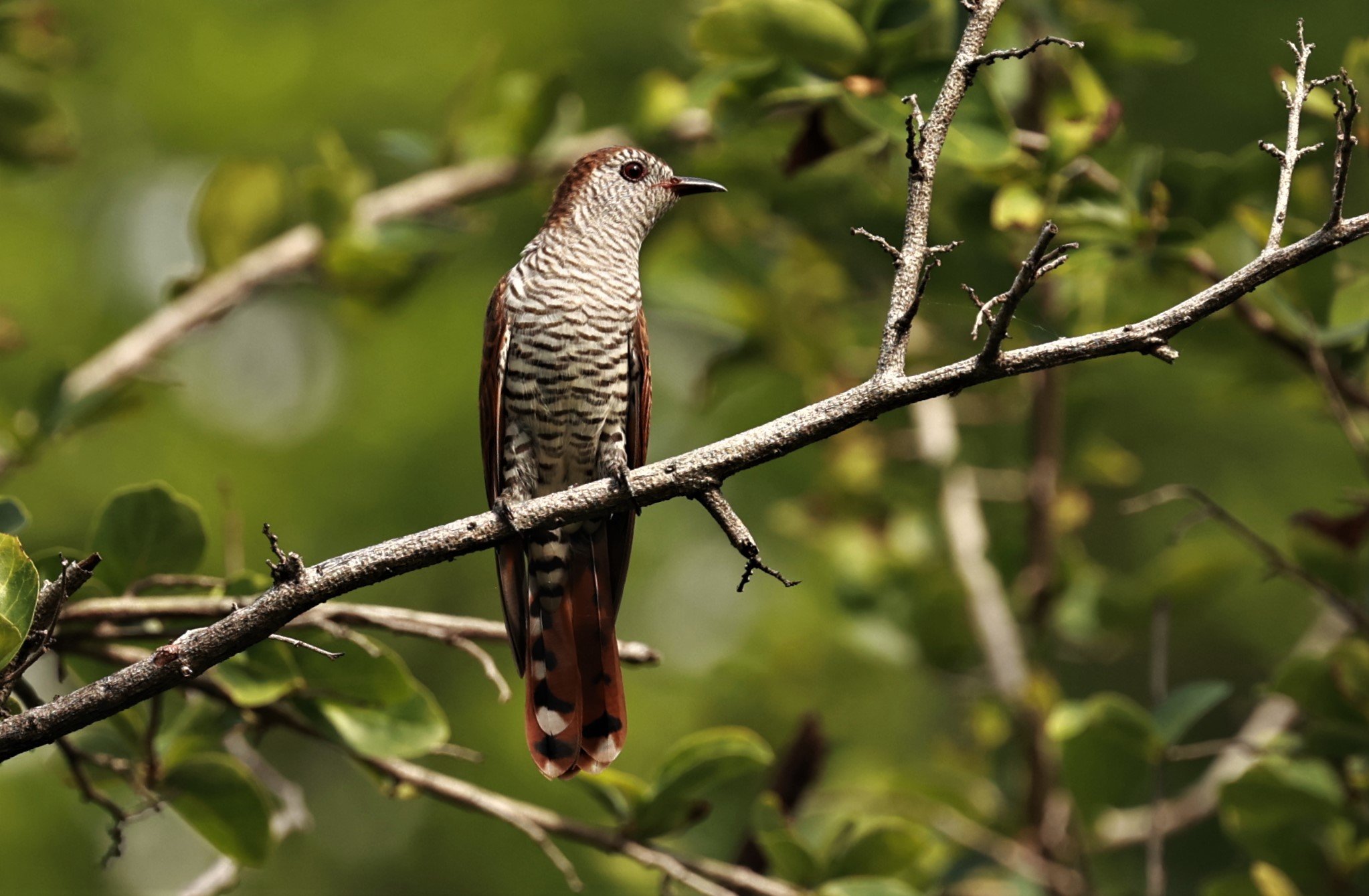 Violet Cuckoo (Chrysococcyx xanthorhynchus) Rama IX Park Bangkok (60).jpg