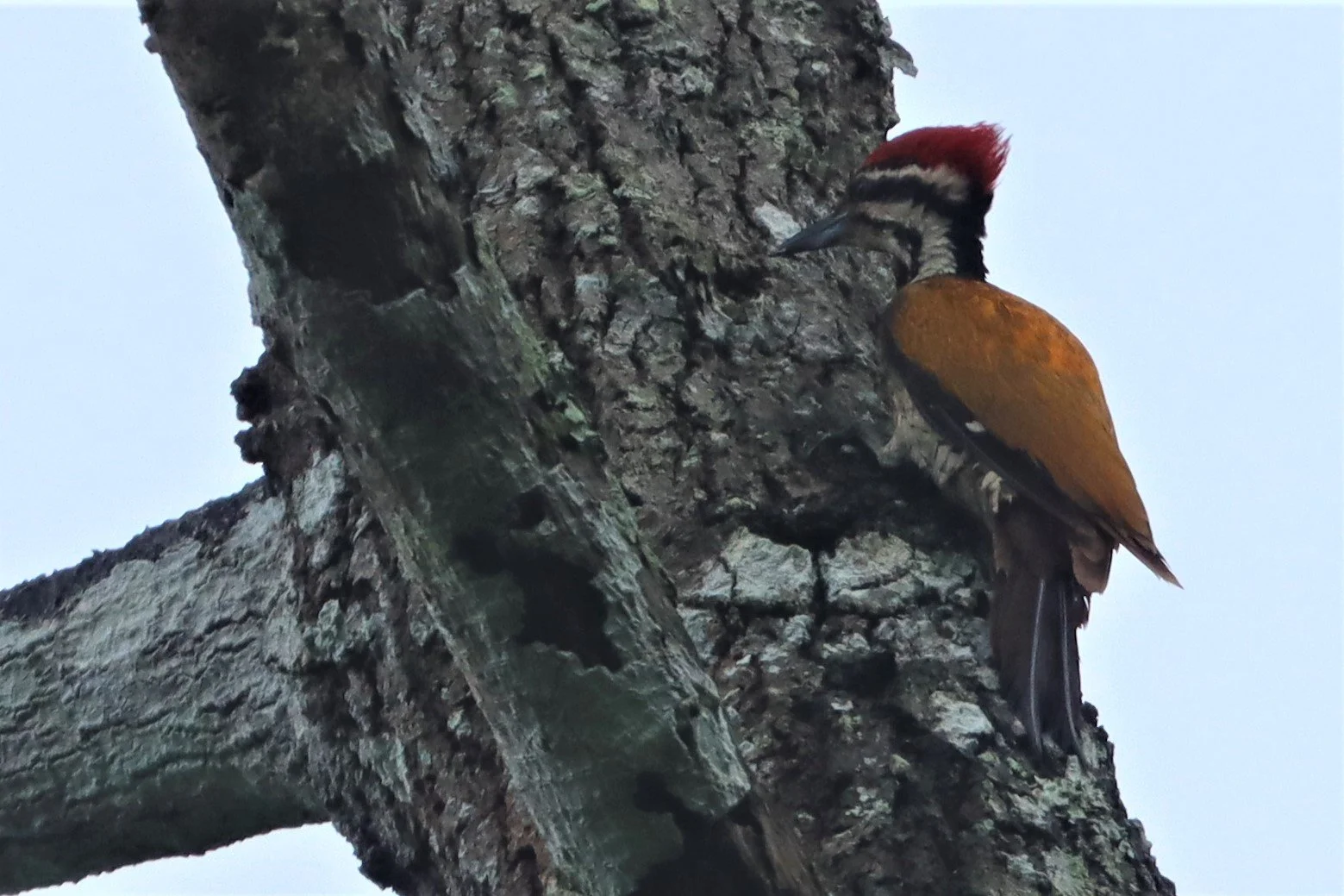WOODPECKER - COMMON FLAMEBACK - Dinopium javenense - KAENG KRACHAN NATIONAL PARK (4).jpg