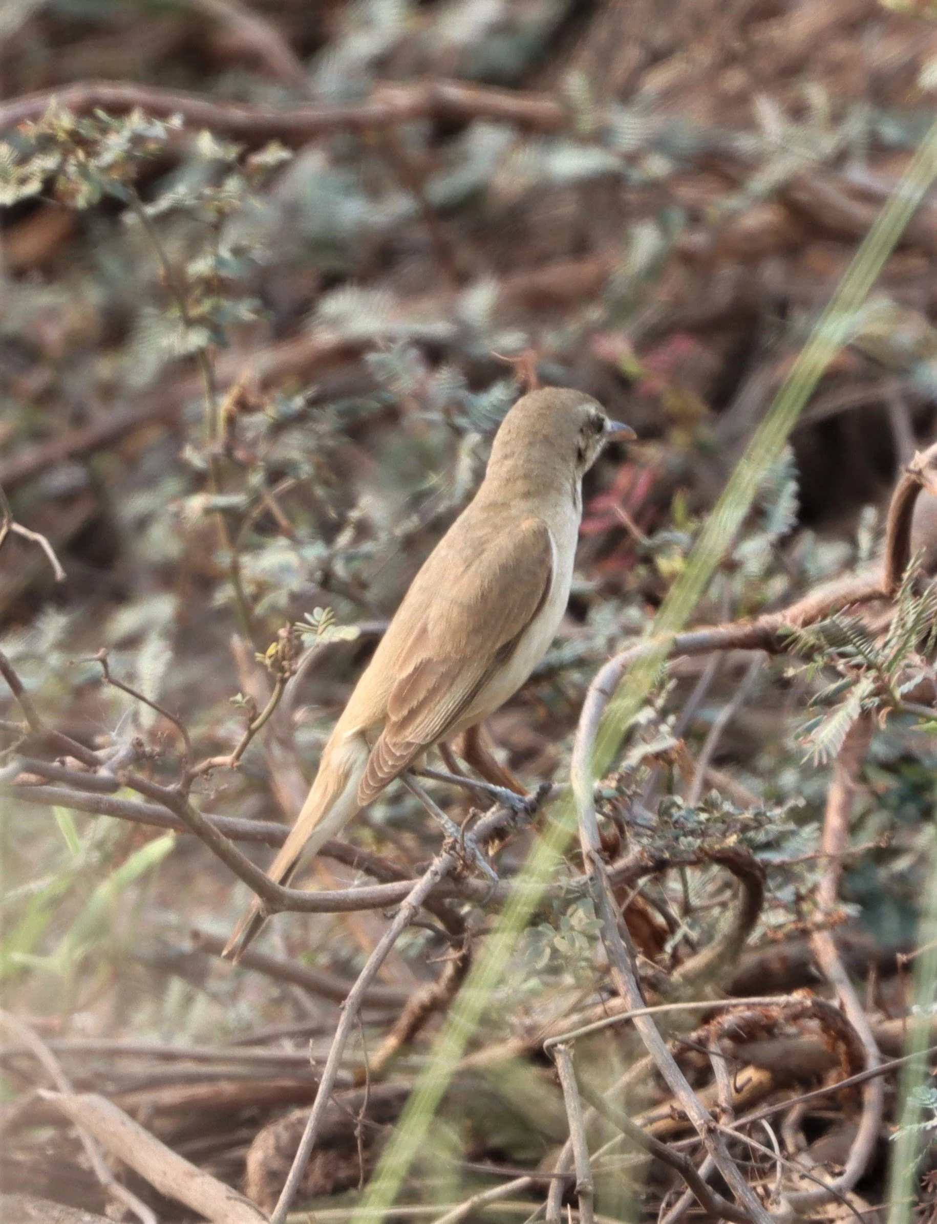 WARBLER - ORIENTAL REED WARBLER - Acrocephalus orientalis - LAT KRABANG TAP YAO WETLANDS (2).jpg