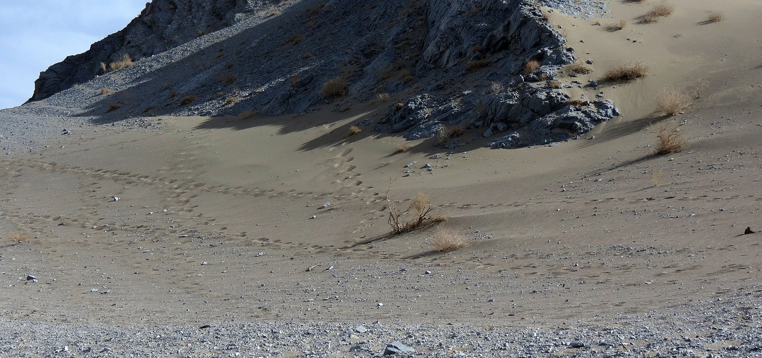 LOP NUR WILD BACTRIAN CAMEL RESERVE - XINJIANG CHINA (44).JPG