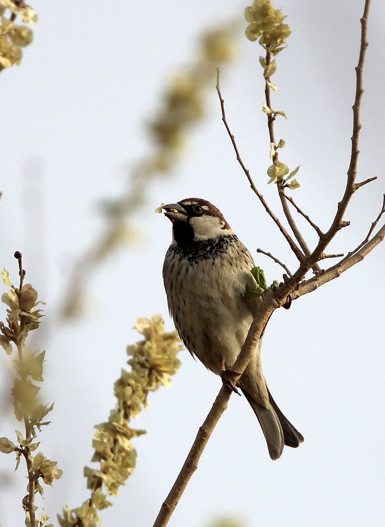 Spanish Sparrow (Passer hispaniolensis) Turpan Xinjiang China (14).JPG