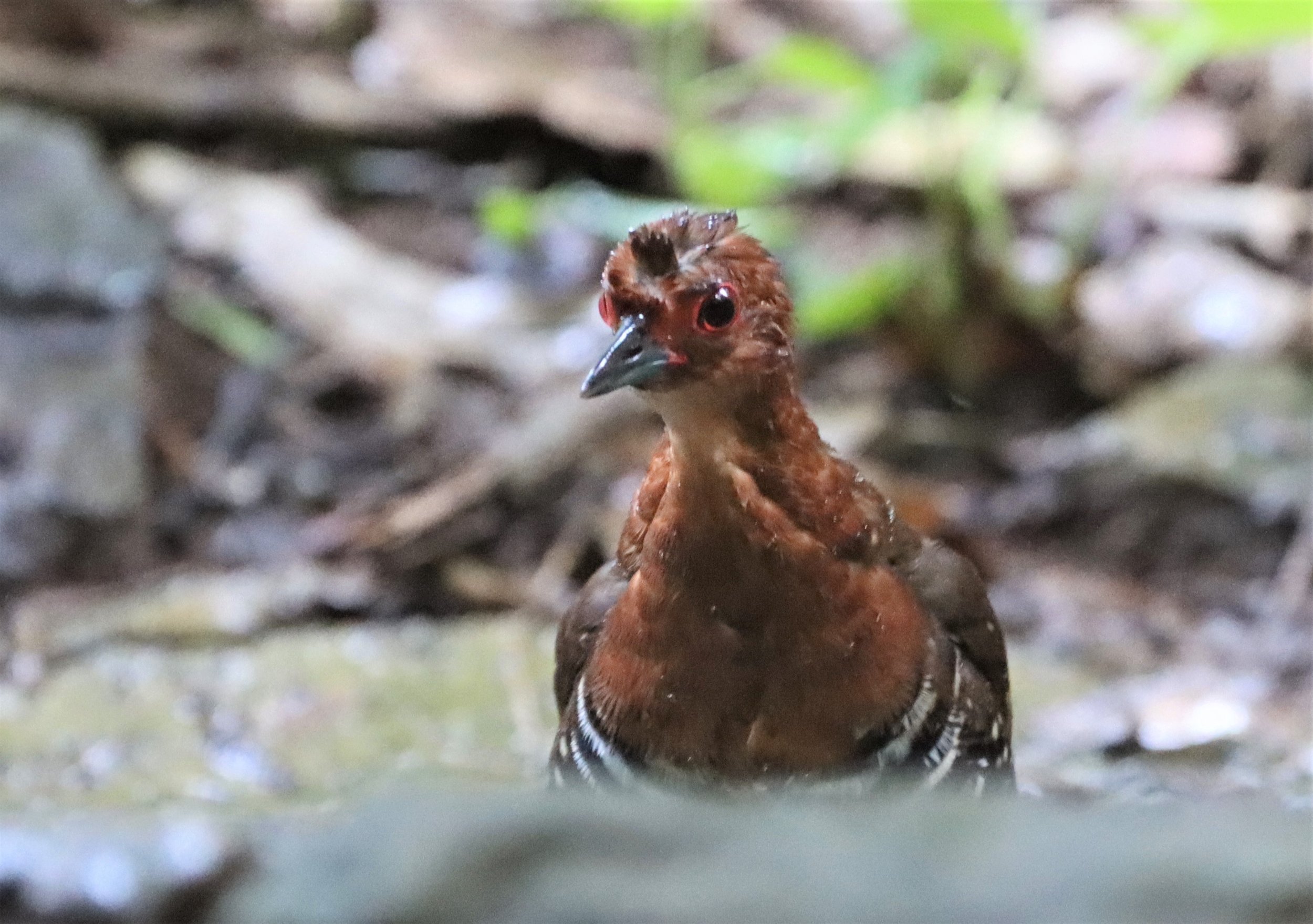 Red-legged Crake (Rallina fasciata) Neung Hide nr Kaeng Krachan NP Thailand (47).jpg
