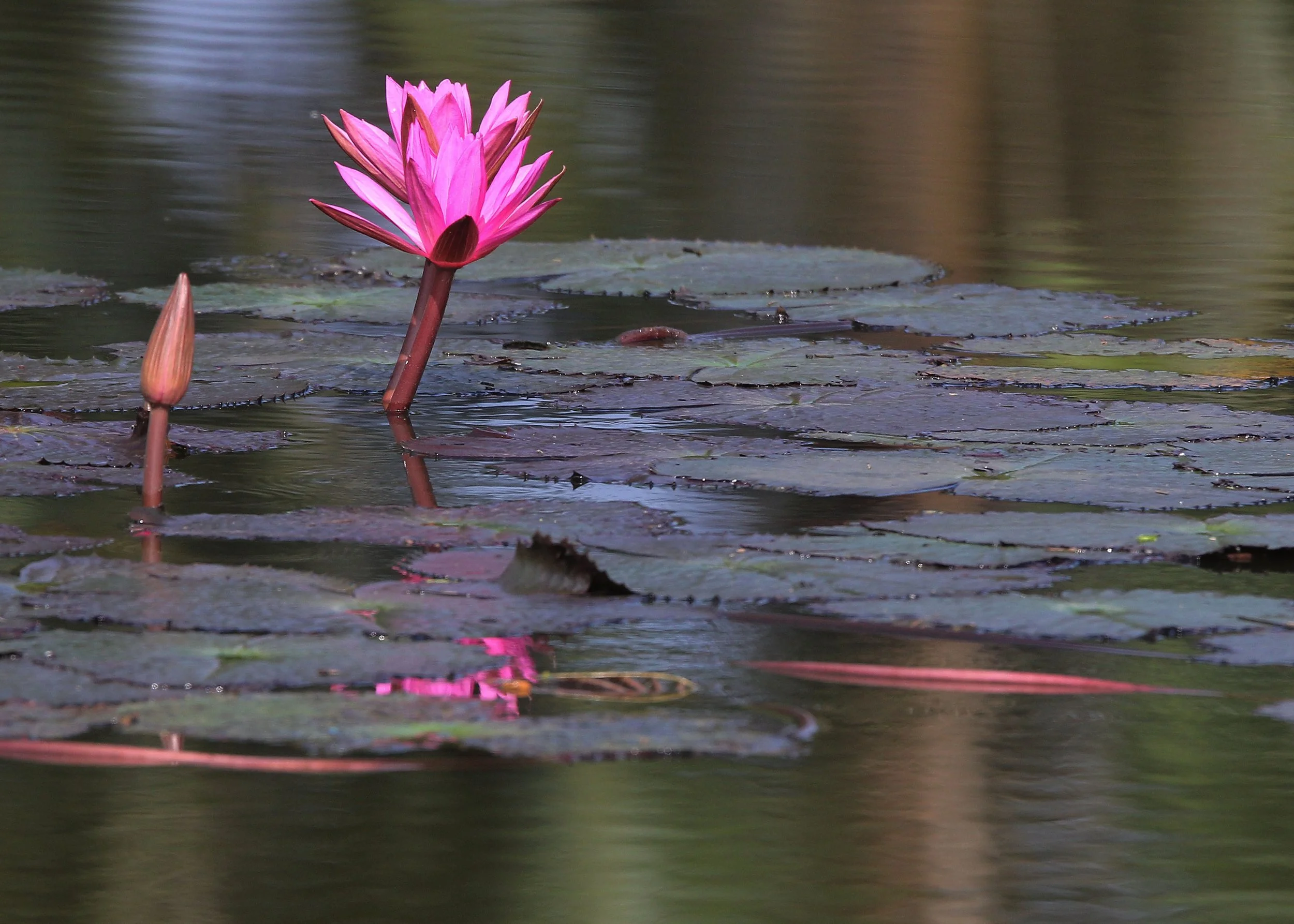 2015 Koh Lanta October Break Trip  (339).JPG