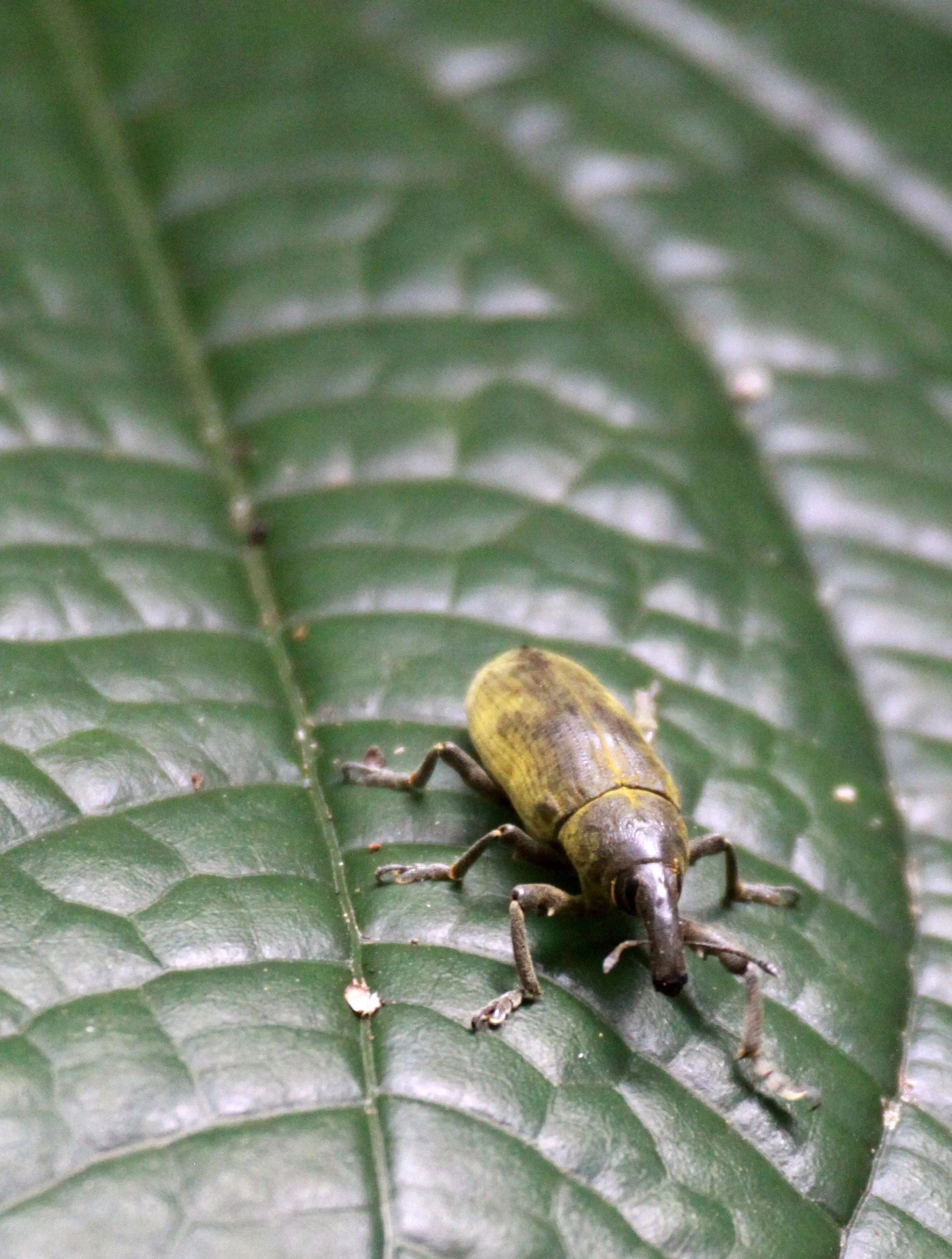 Lixus angustatus - Rwenzori National Park, Uganda (2).JPG