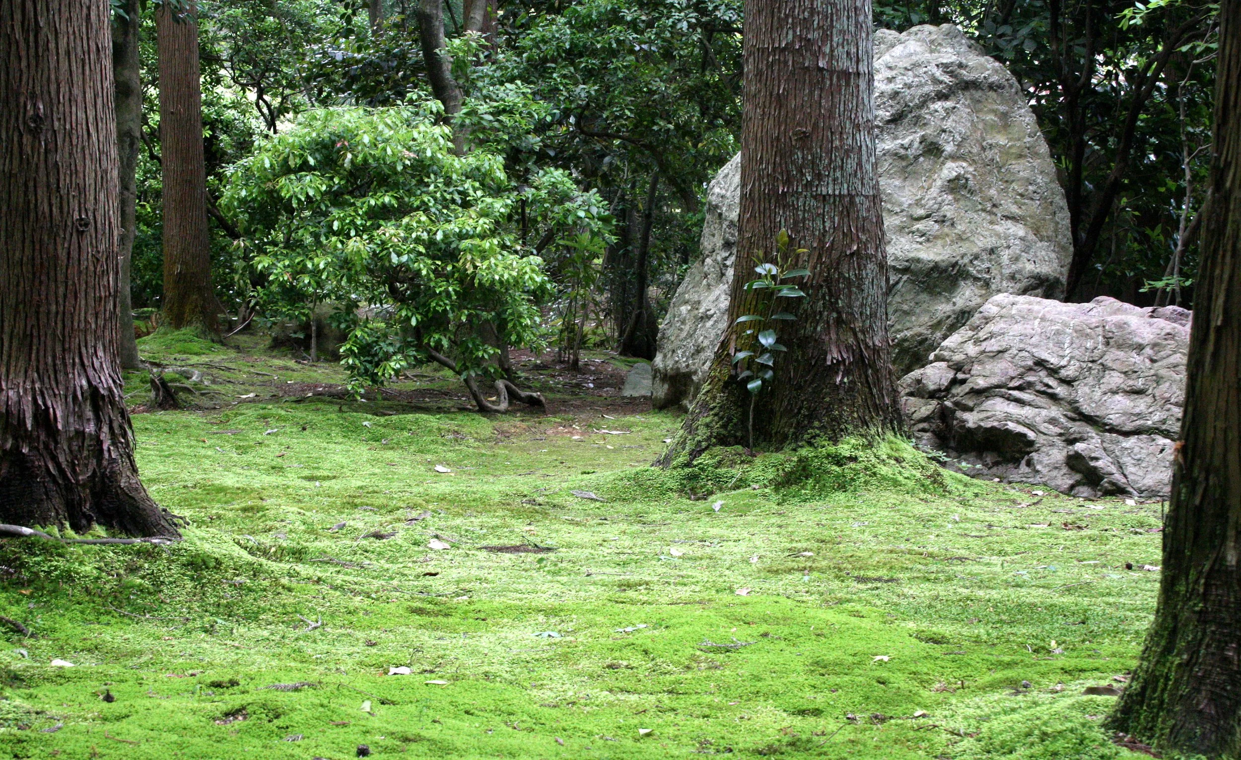 KYOTO - MAY 2009 - RYOANJI MOSS GARDENS (11).JPG