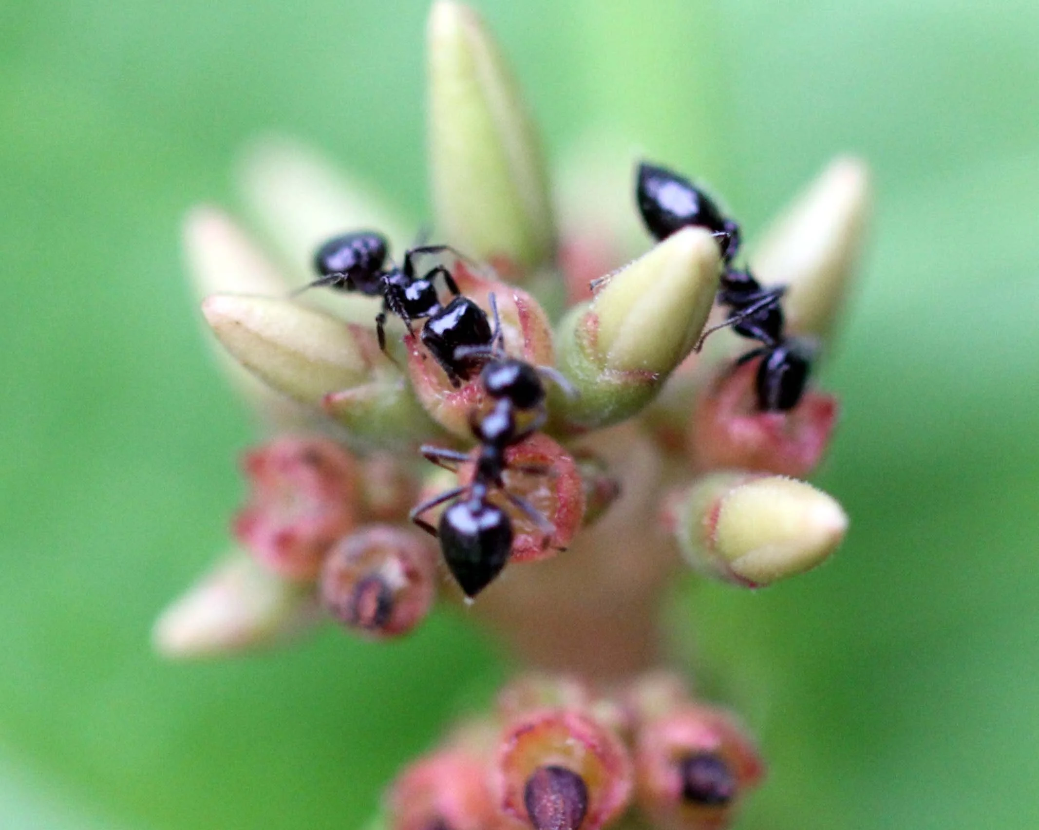 2013 in Nakhonsithammarat and some Krabi with Family (80).JPG