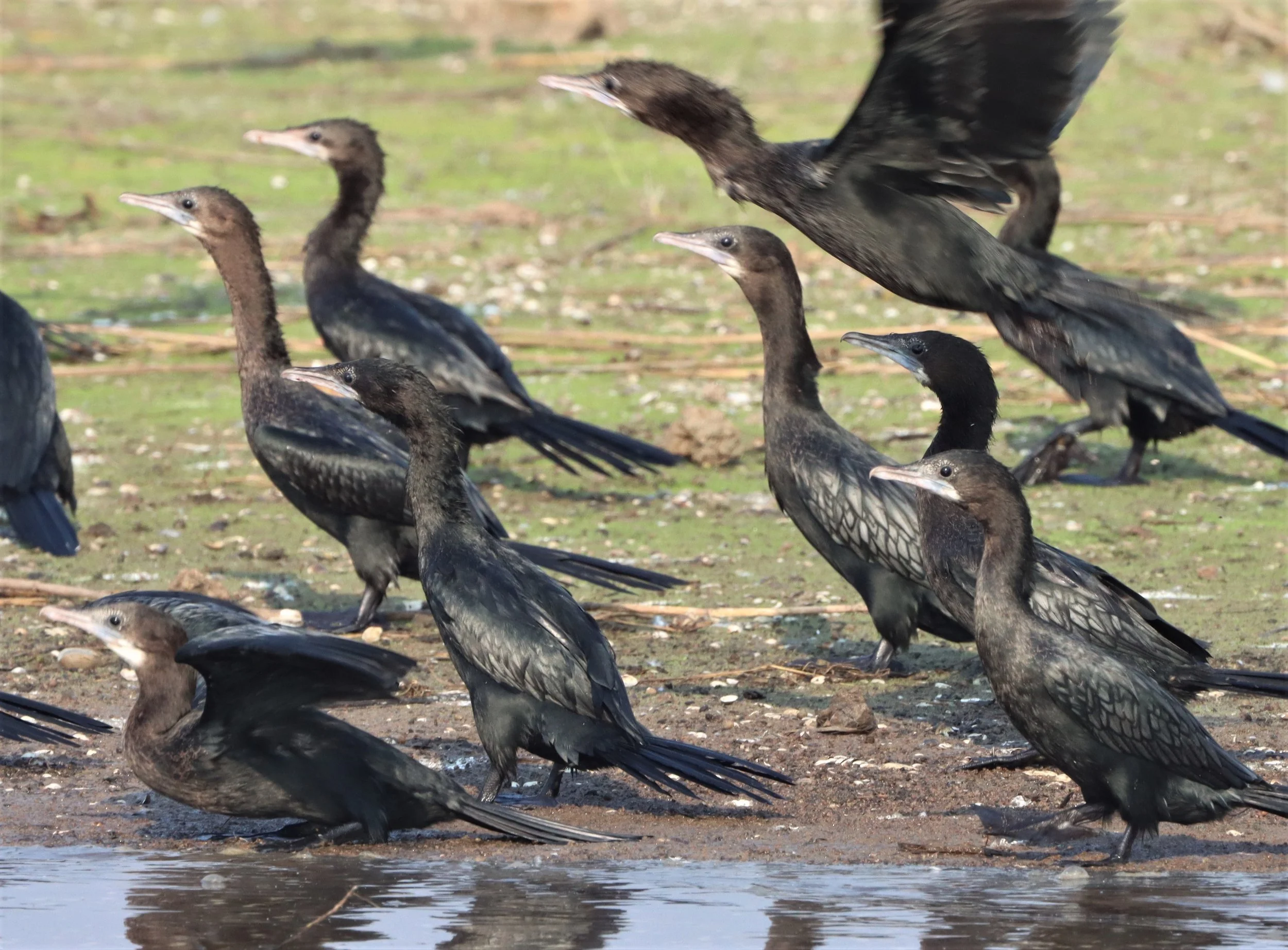 Microcarbo niger - Little Cormorant - Bueng Boraphet Wetlands Thailand (54).jpg