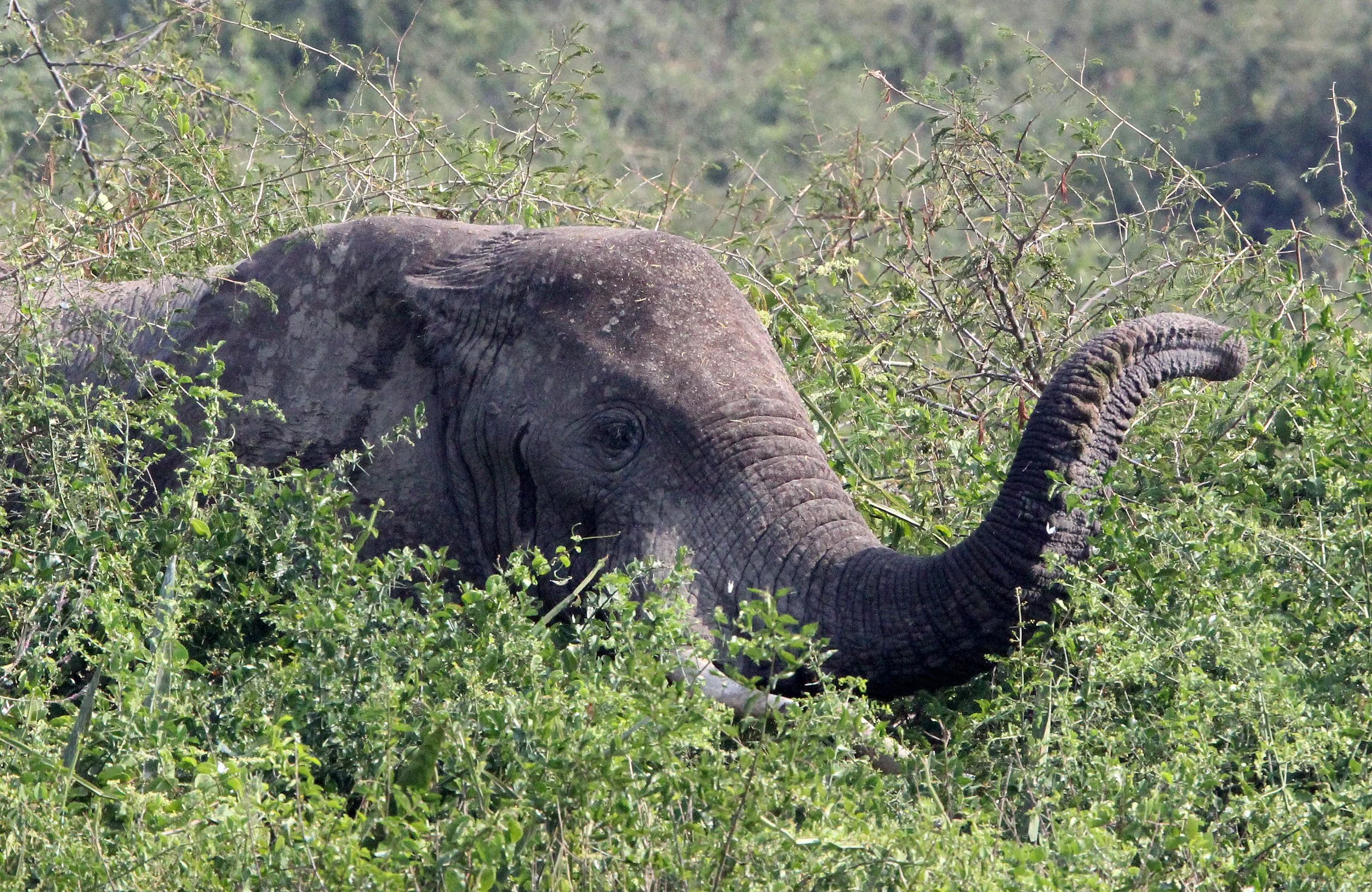 ELEPHANT - QUEEN ELIZABETH NP UGANDA.JPG