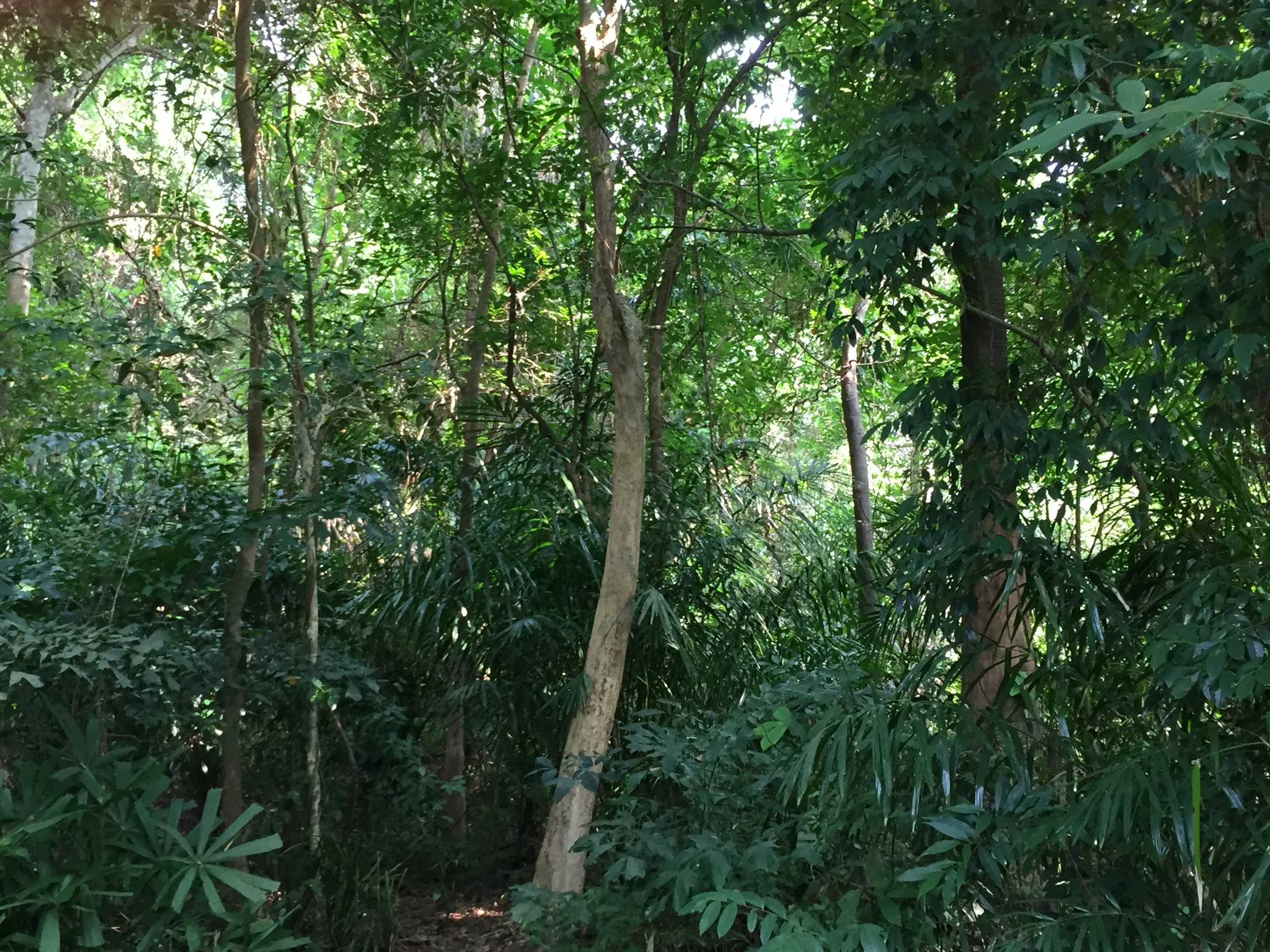 2015 Koh Lanta Garden & Nature (160).JPG