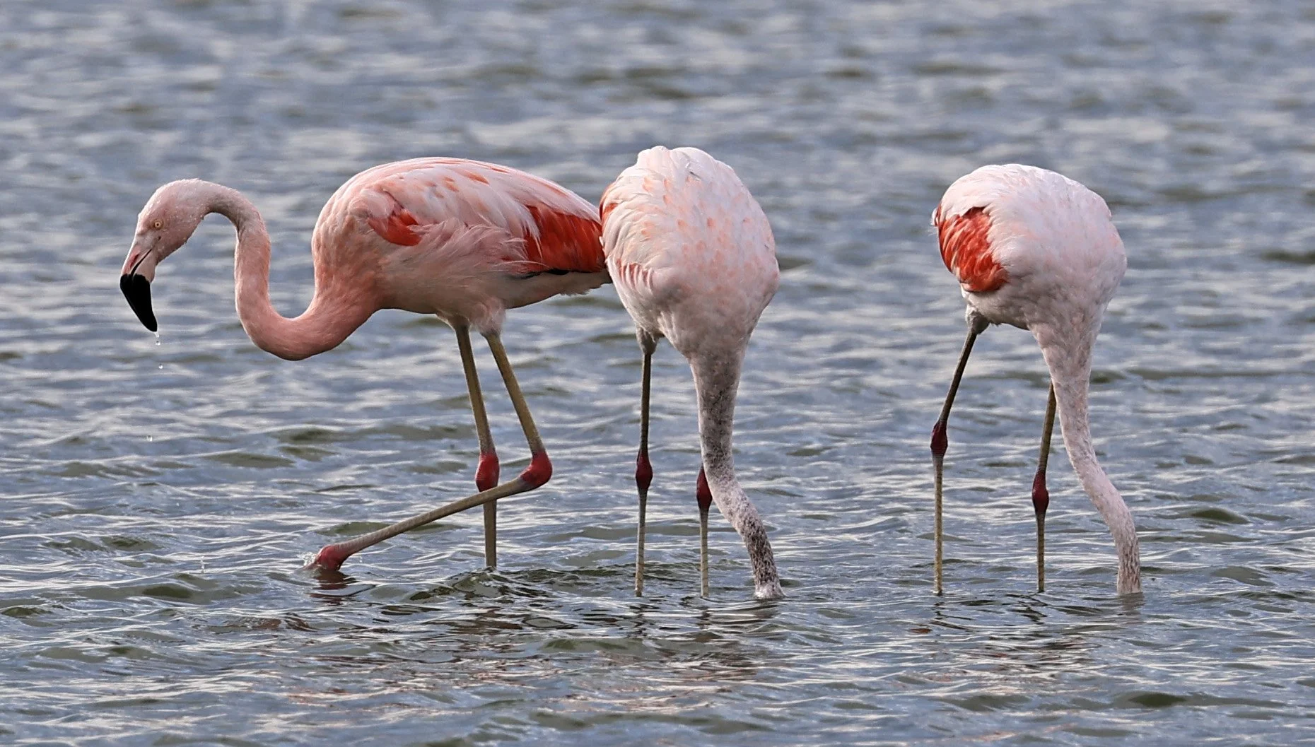 Chilean Flamingo (Phoenicopterus chilensis) Chaco Lodge & Laguna Salada Paraguay (9).jpg