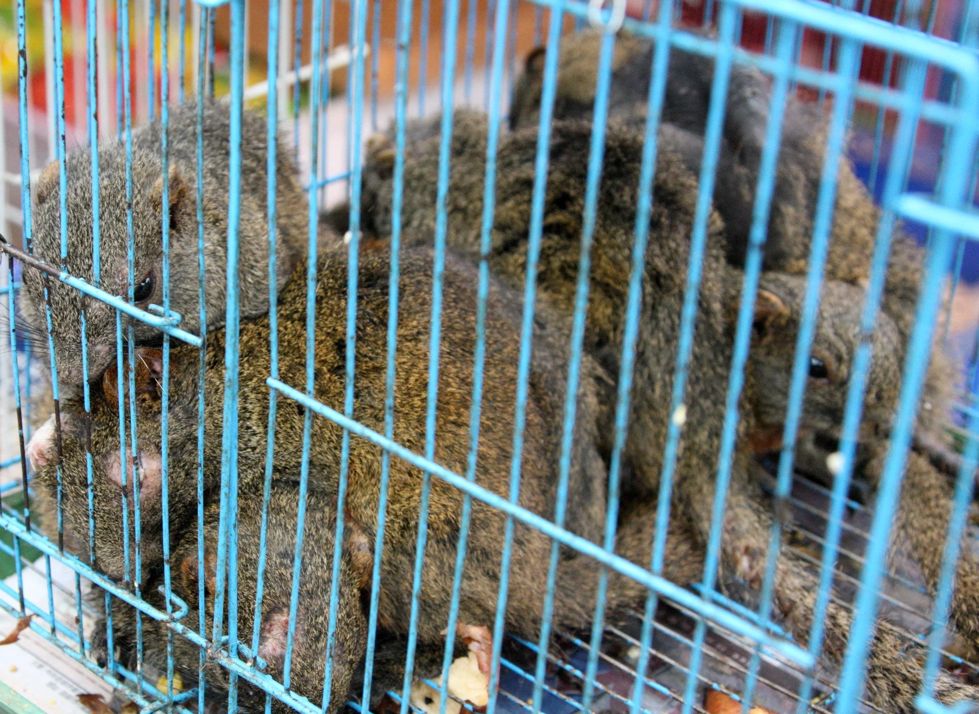 KUNMING - ANIMAL MARKET (15).JPG